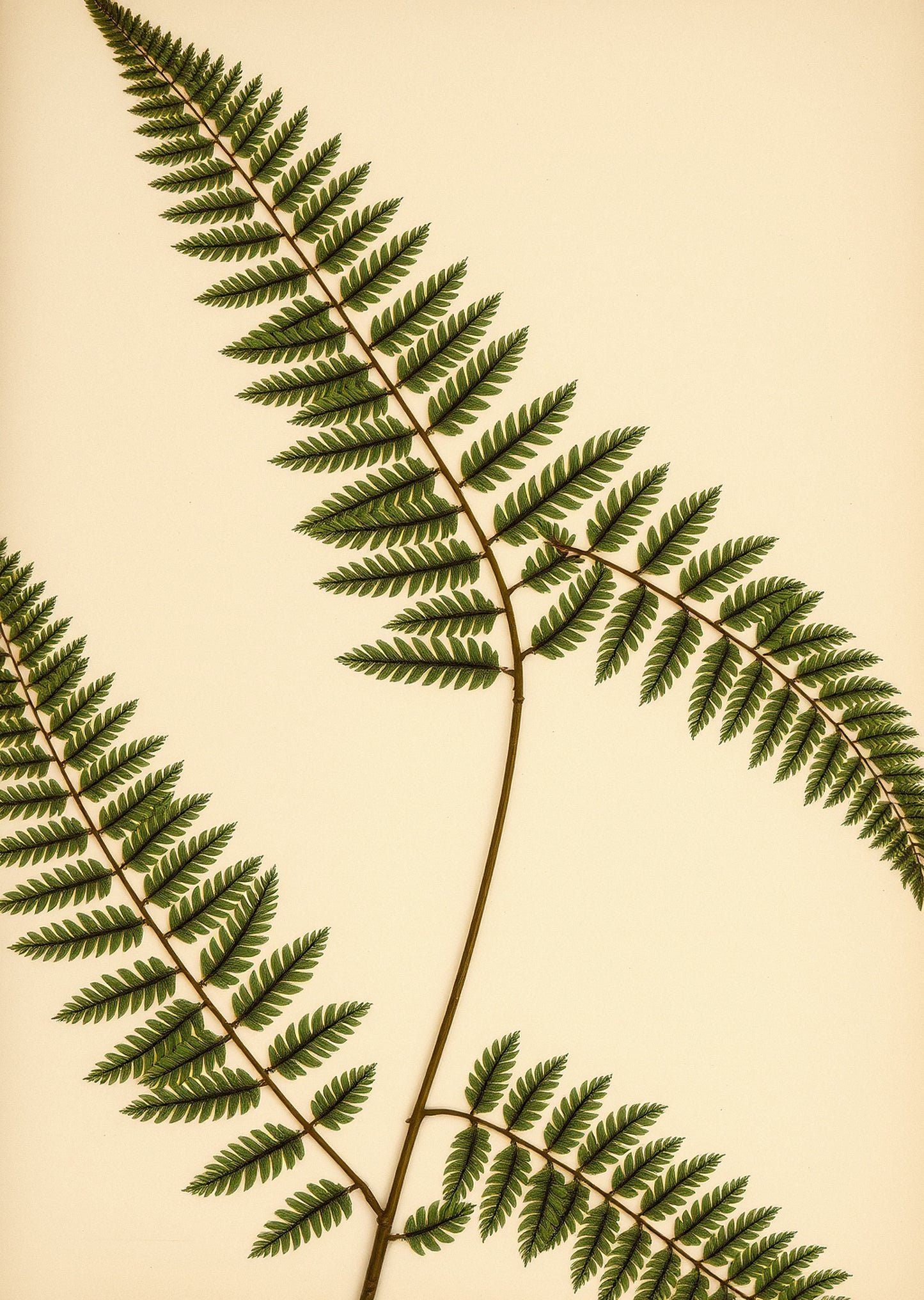 Vintage Fern
