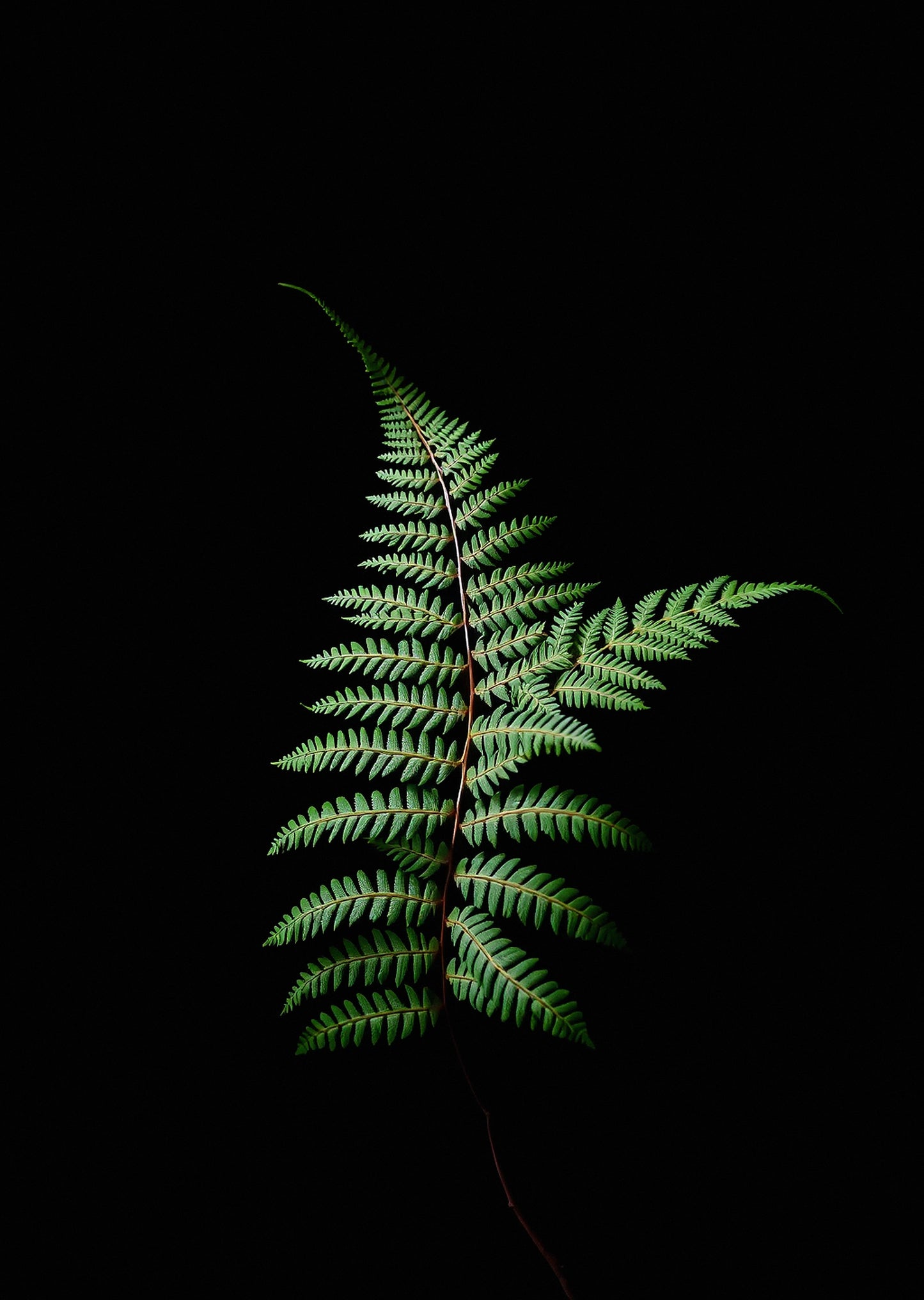 Shadow Fern