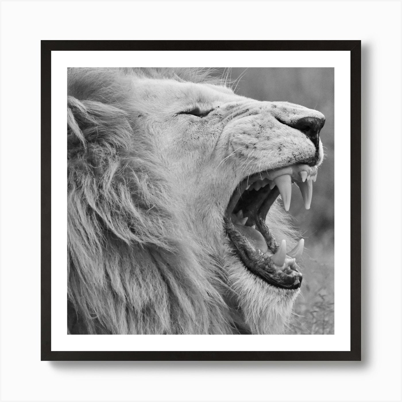White Lion Yawning Square Art Print Framed Wall Art Poster Canvas Print Picture