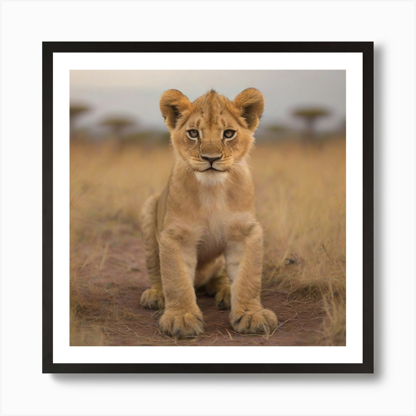 Lion baby in the Savannah 1 Art Pri Framed Wall Art Poster Canvas Print Picture