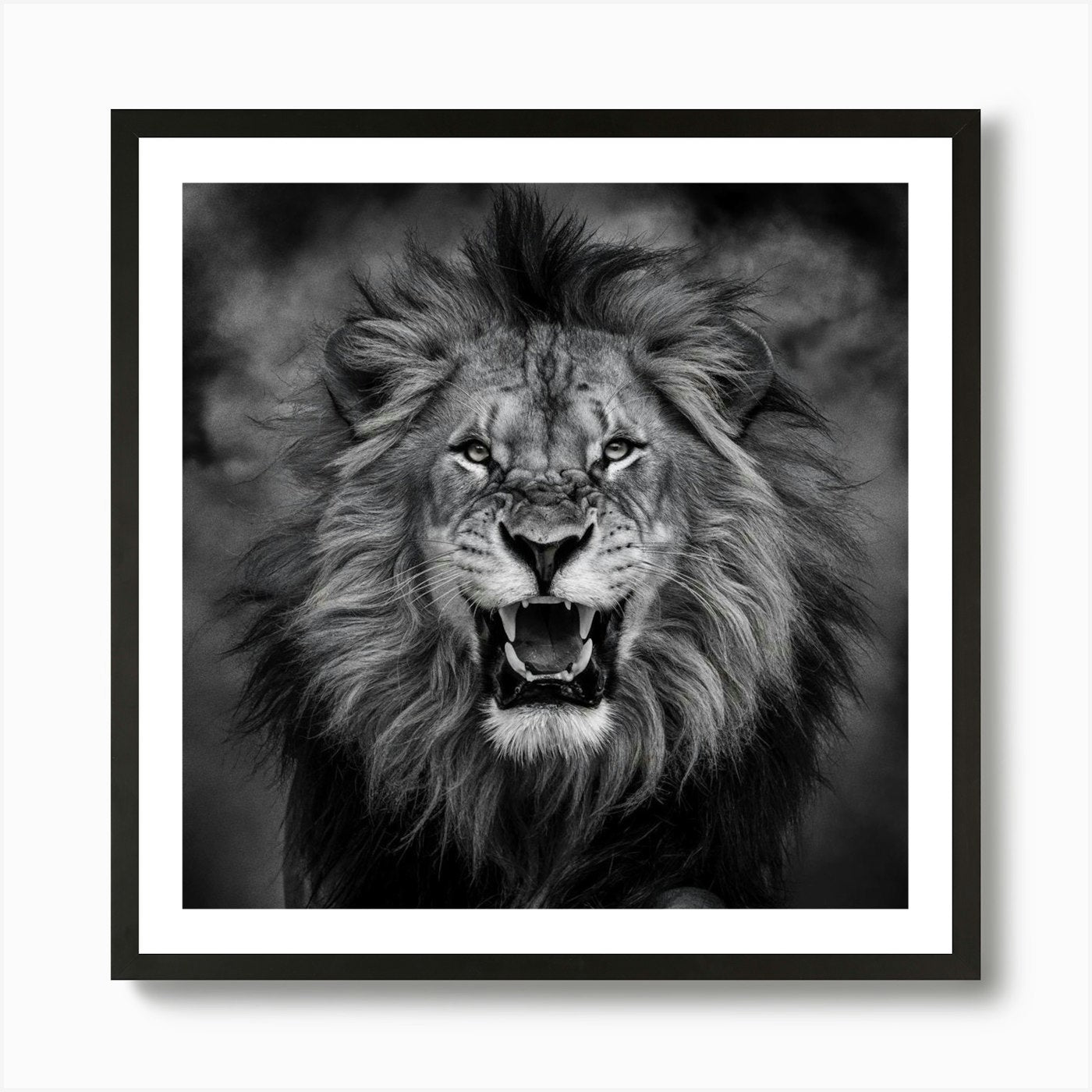 Lion Roaring Art Print Framed Wall Art Poster Canvas Print Picture