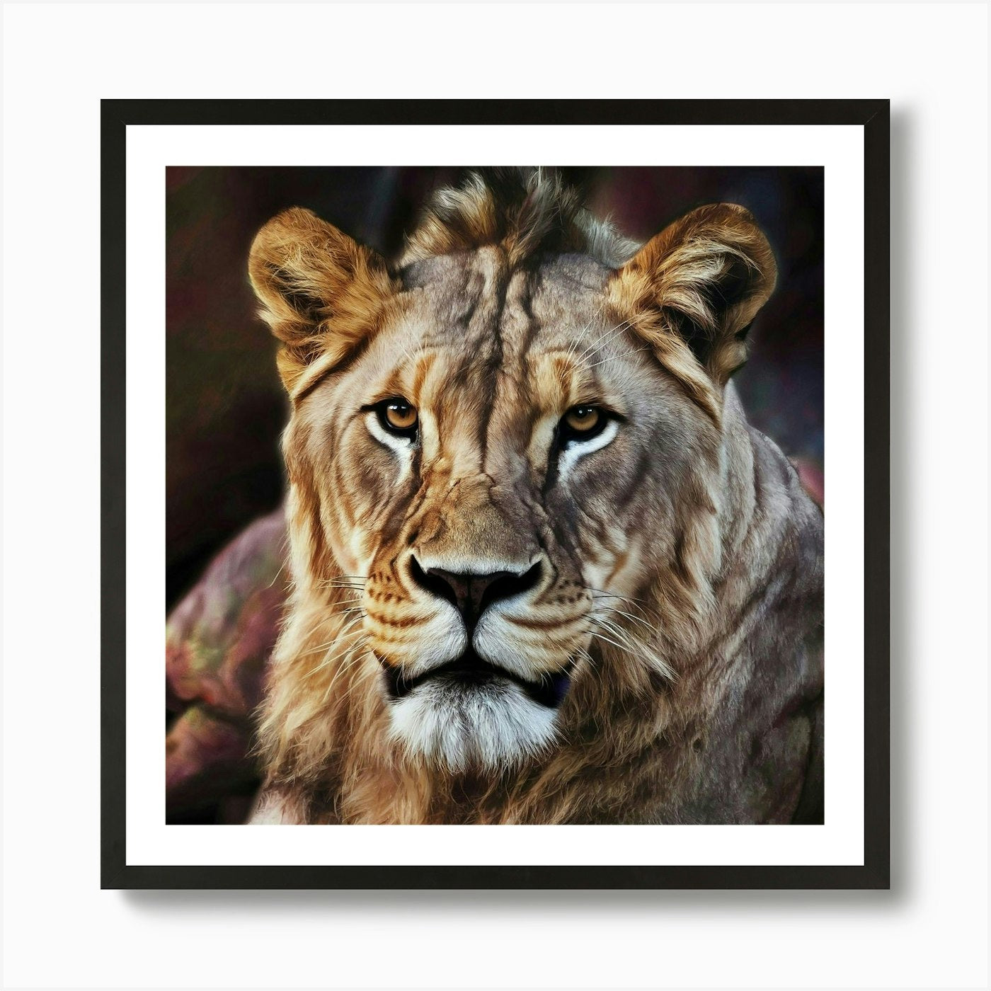 Lion 212 Art Print Framed Wall Art Poster Canvas Print Picture