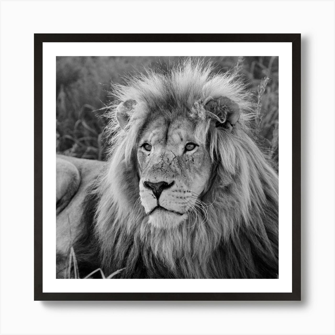 Lion Male Art Print Framed Wall Art Poster Canvas Print Picture
