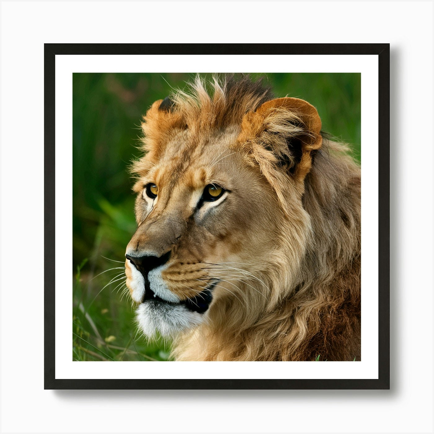 Lion 25 Art Print Framed Wall Art Poster Canvas Print Picture