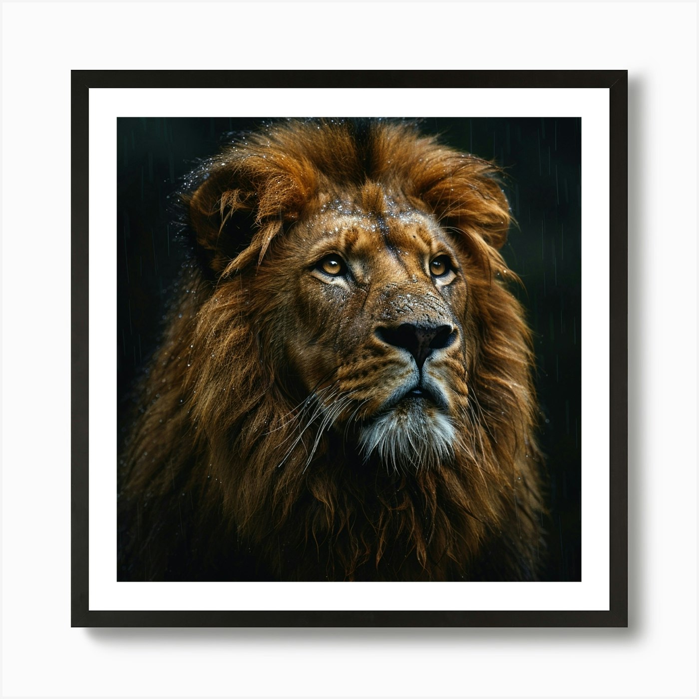 Lion In The Rain Art Print Framed Wall Art Poster Canvas Print Picture