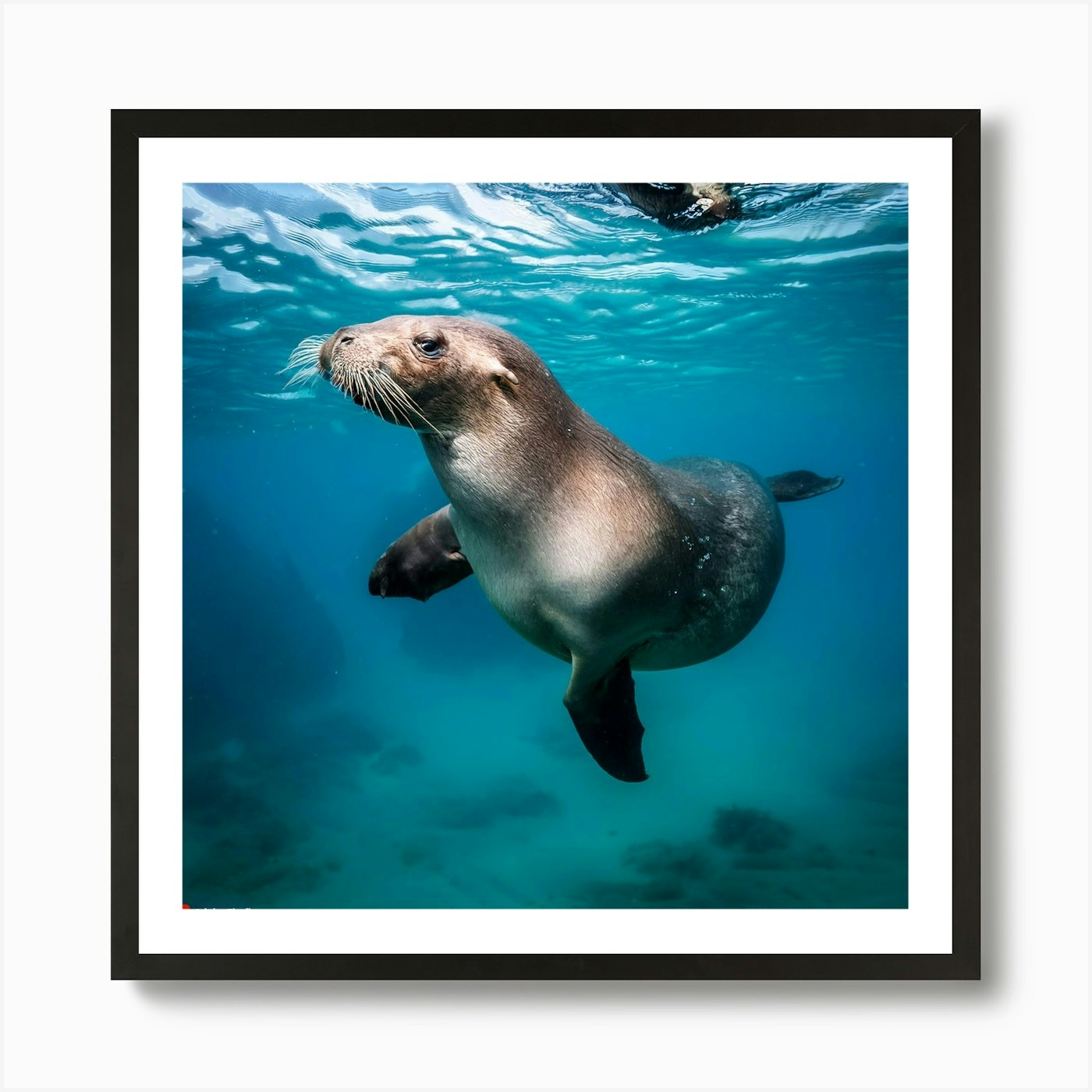 Sea Lion Swimming Art Print Framed Wall Art Poster Canvas Print Picture