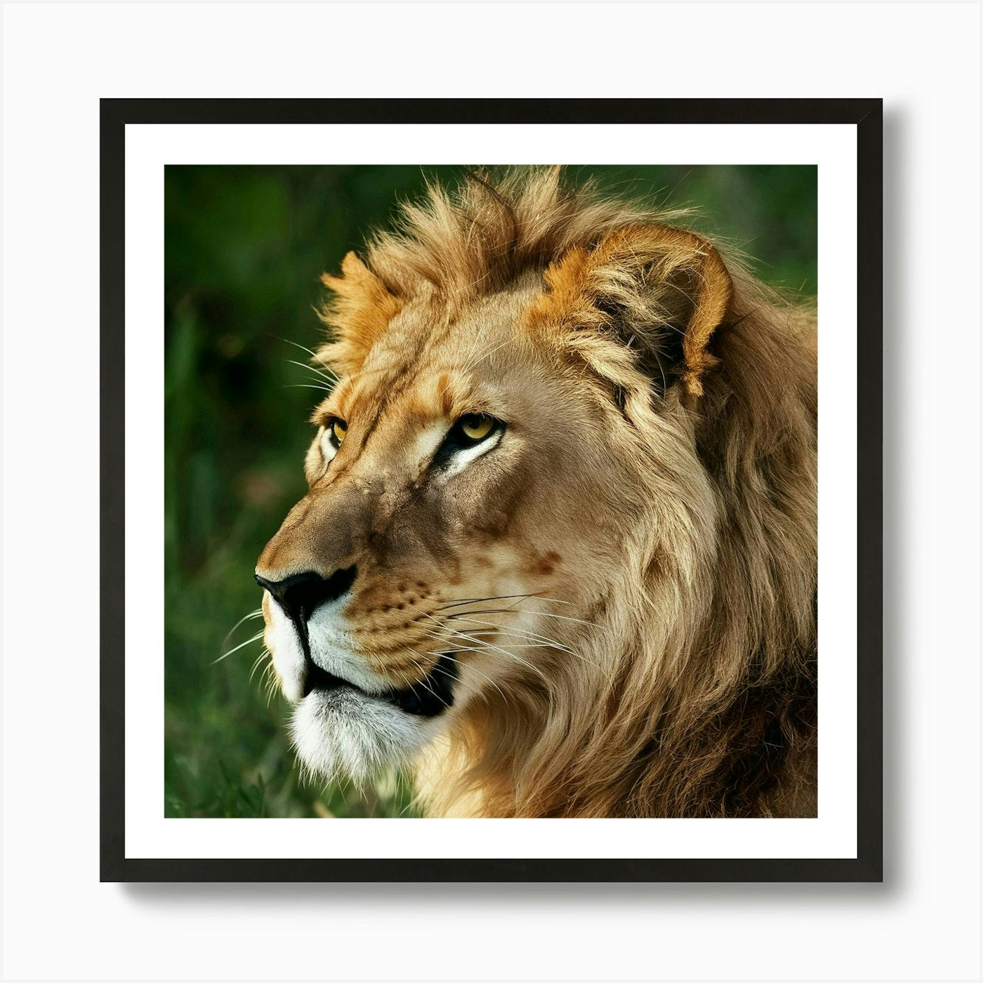 Lion Portrait Art Print Framed Wall Art Poster Canvas Print Picture