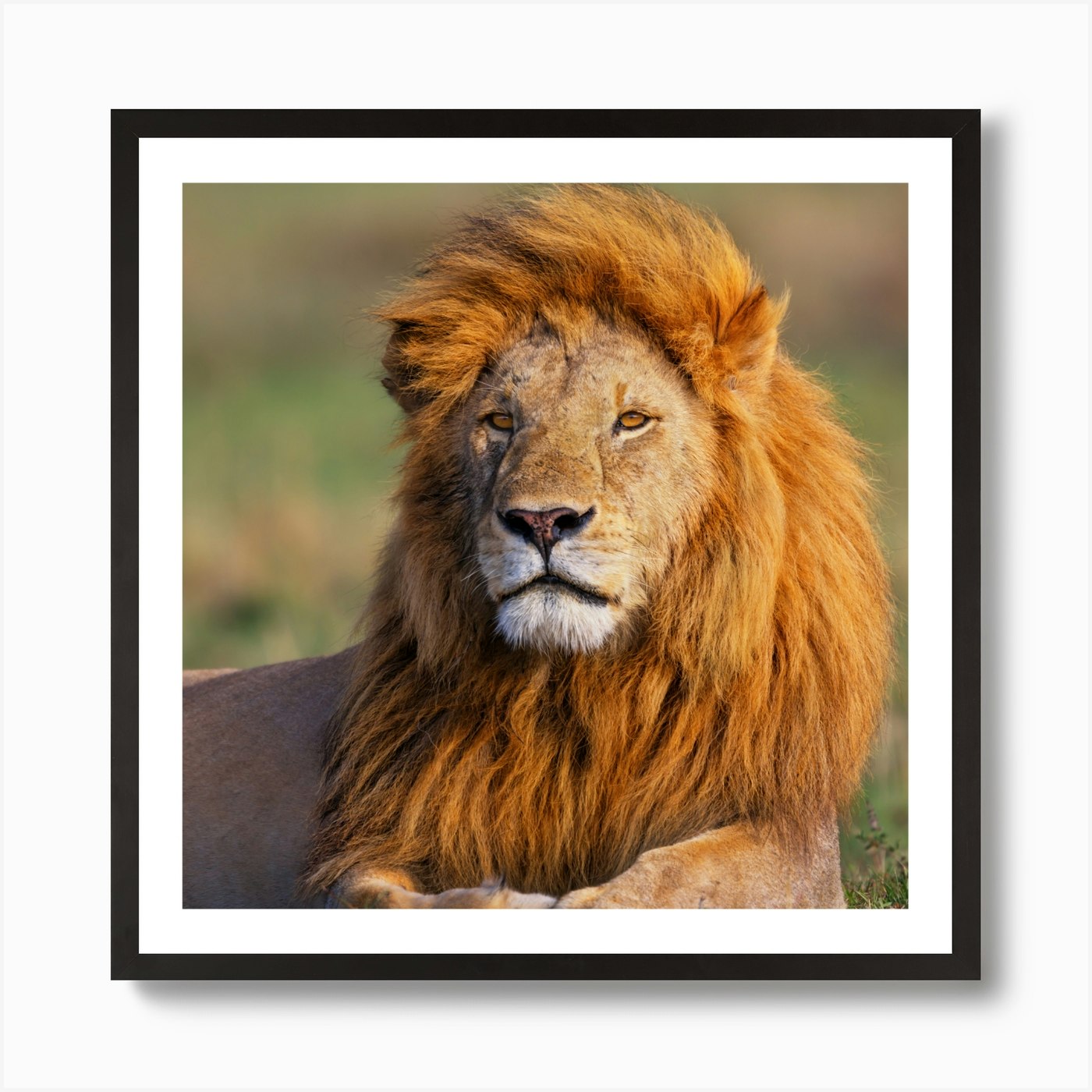 Lion - Lion Stock Videos & Royalty- Framed Wall Art Poster Canvas Print Picture