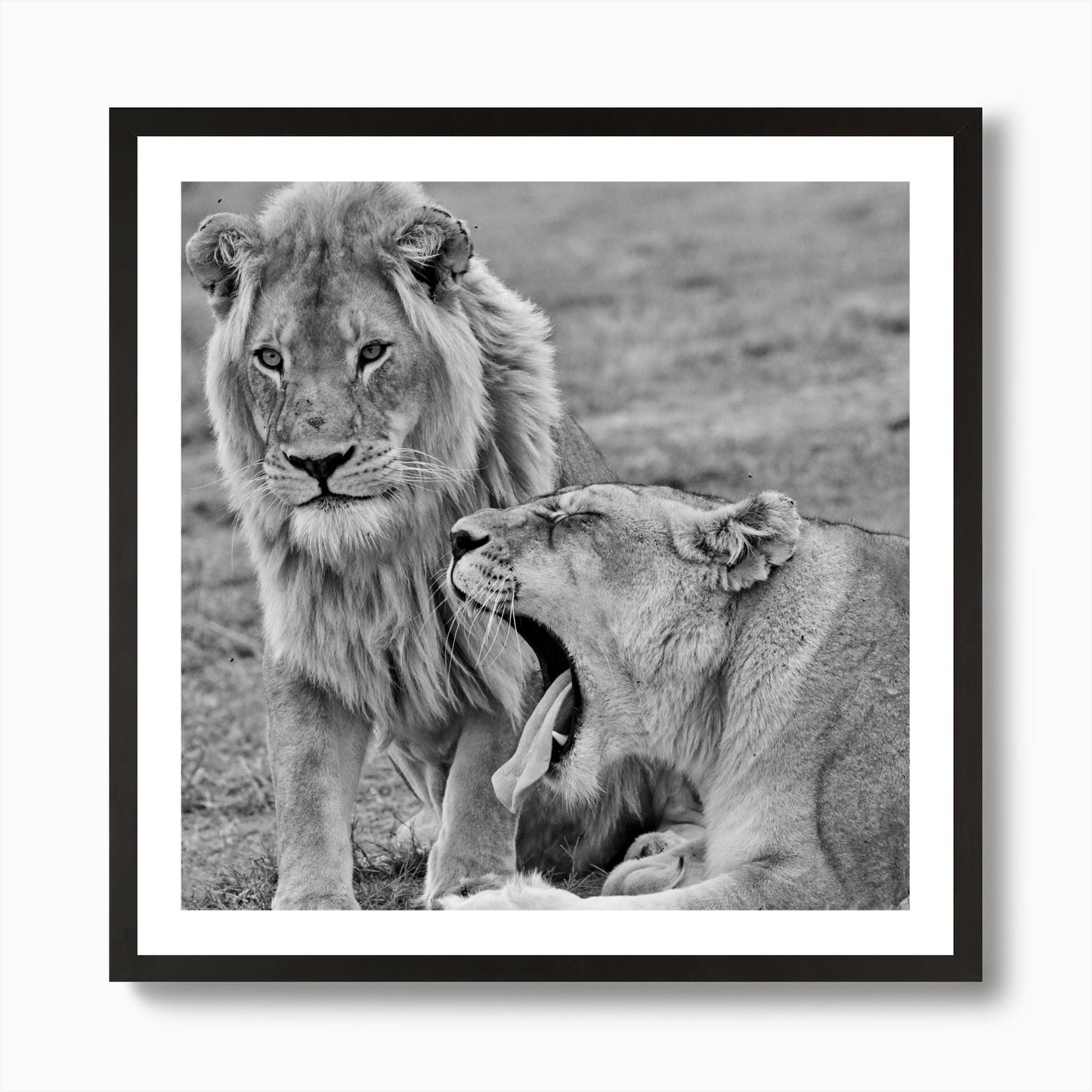 Lion Couple Art Print Framed Wall Art Poster Canvas Print Picture