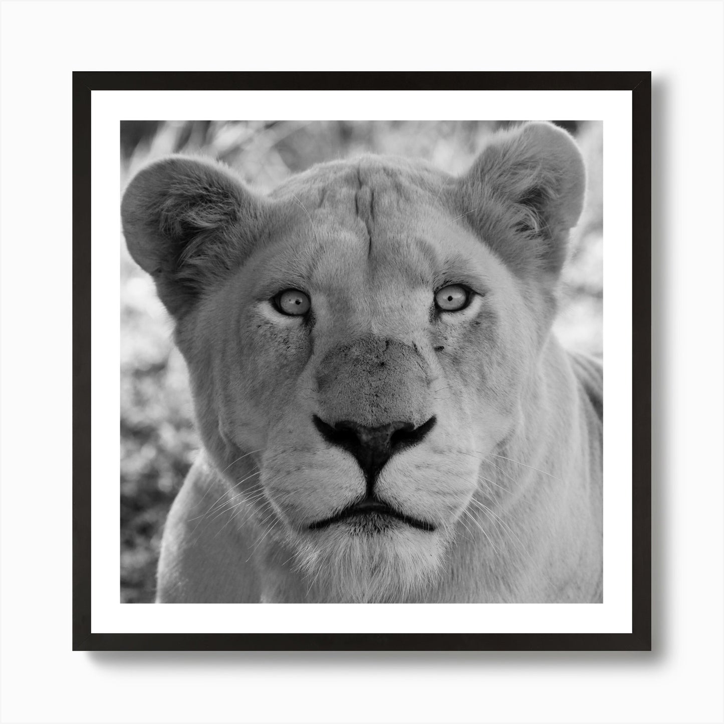 White Lion Female IV Art Print Framed Wall Art Poster Canvas Print Picture