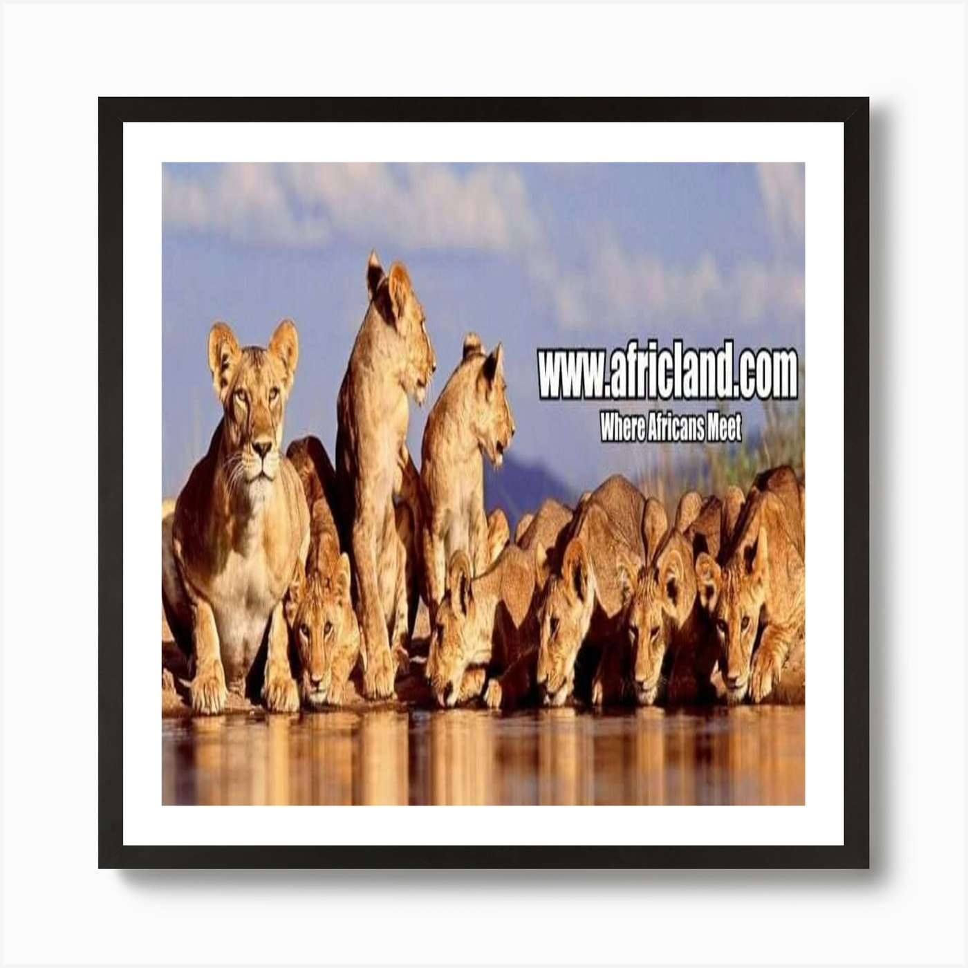 Lions At The Waterhole Art Print Framed Wall Art Poster Canvas Print Picture