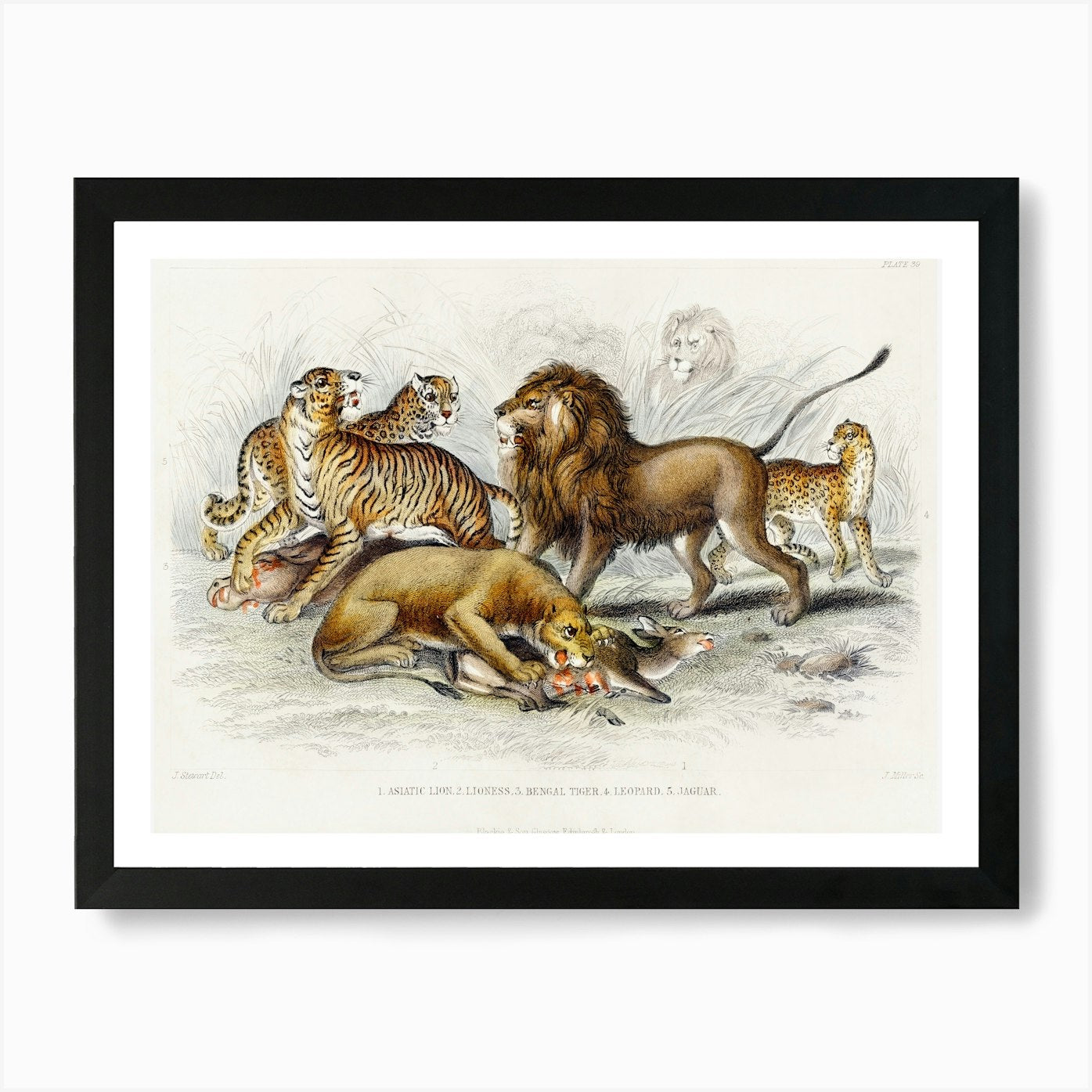 Asiatic Lion, Lioness, Bengal Tiger Framed Wall Art Poster Canvas Print Picture