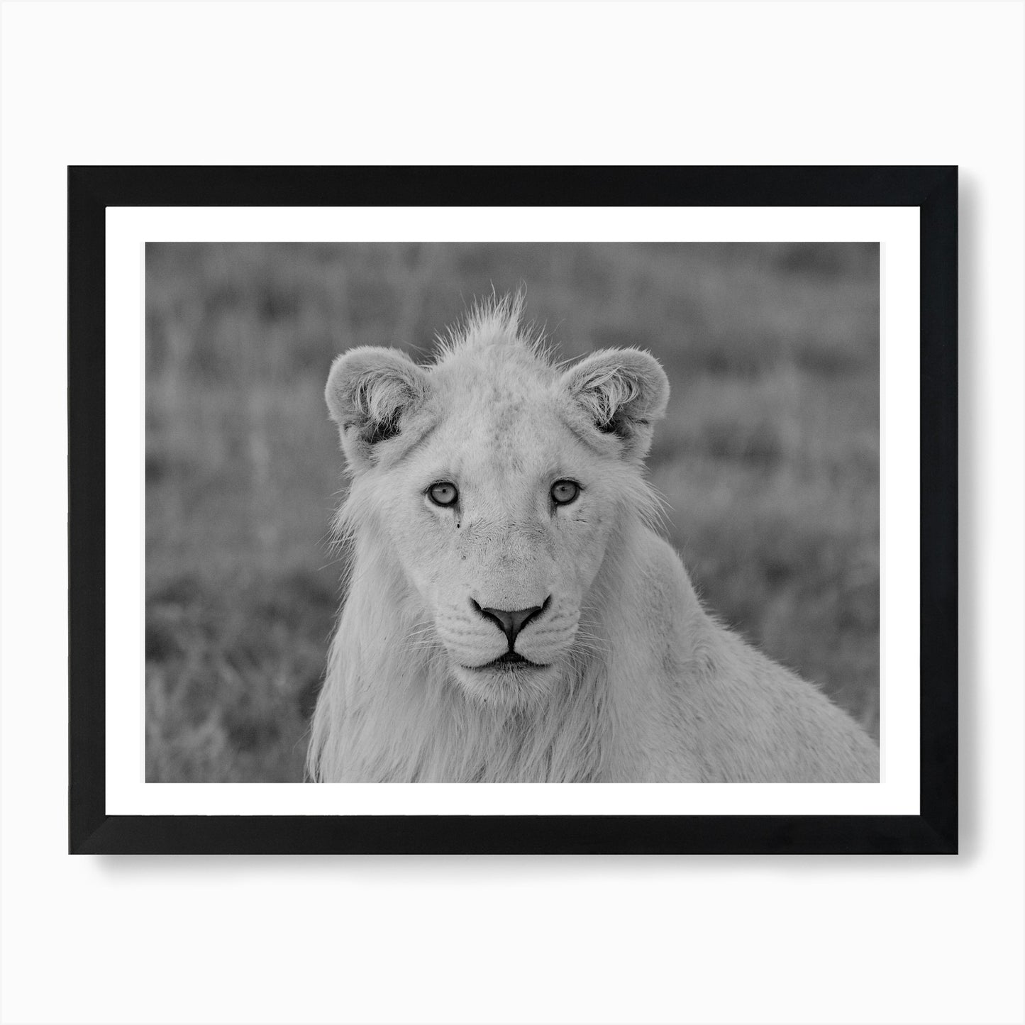 Young White Lion Male Art Print Framed Wall Art Poster Canvas Print Picture