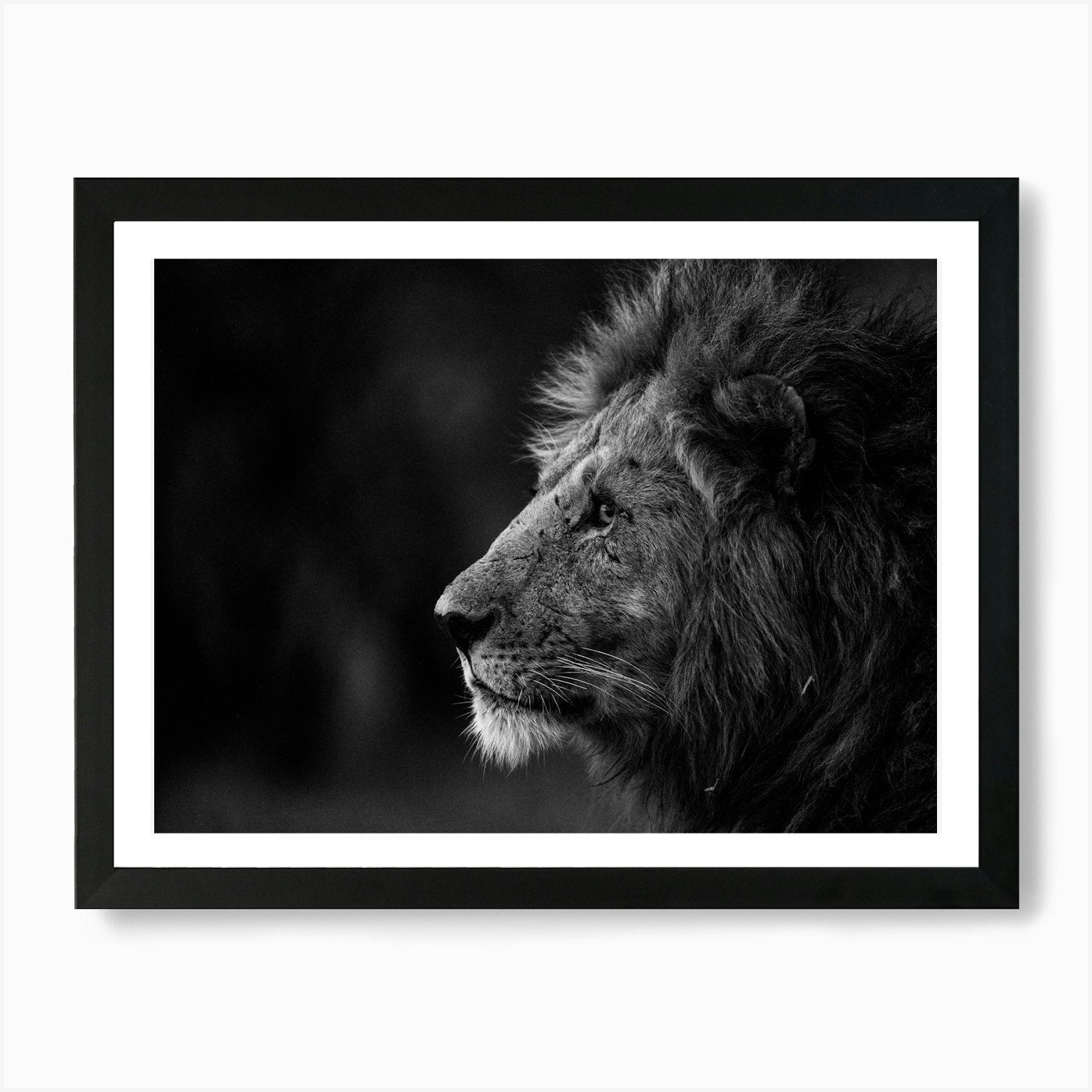 Portrait of a Lion at Sunset in Ken Framed Wall Art Poster Canvas Print Picture
