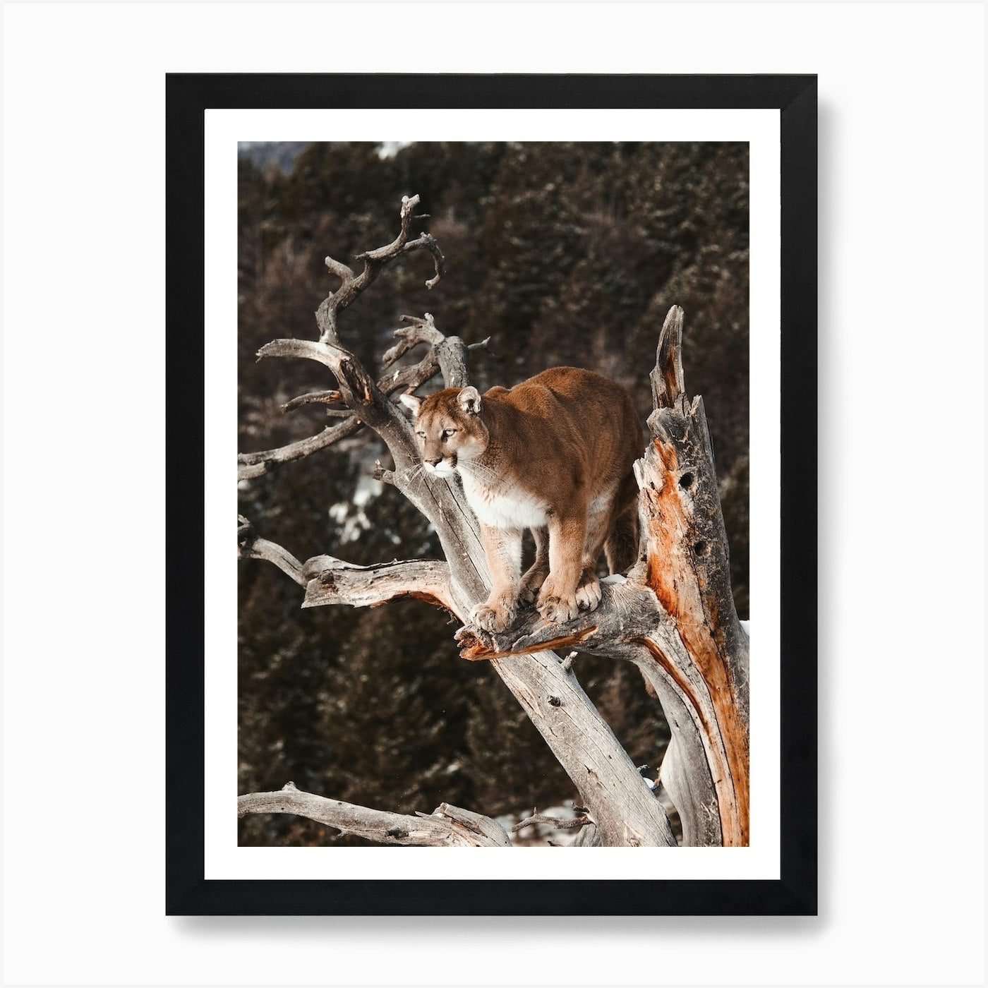 Mountain Lion In Tree Art Print Framed Wall Art Poster Canvas Print Picture
