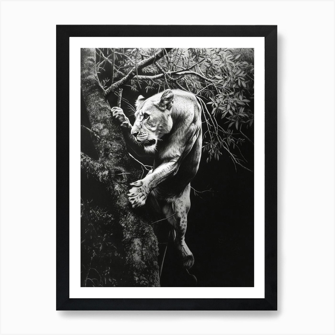 Barbary Lion Charcoal Drawing Panth Framed Wall Art Poster Canvas Print Picture