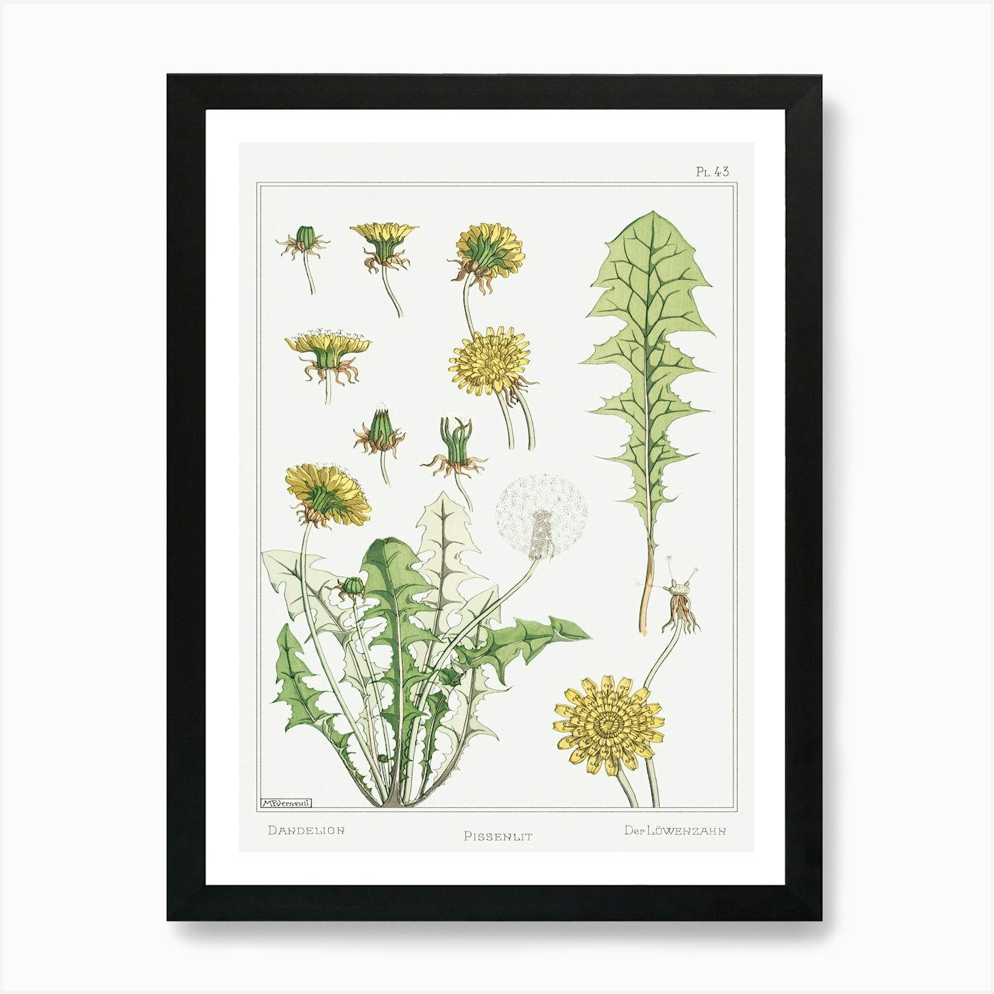 Dandelion From The Plant And Its Or Framed Wall Art Poster Canvas Print Picture