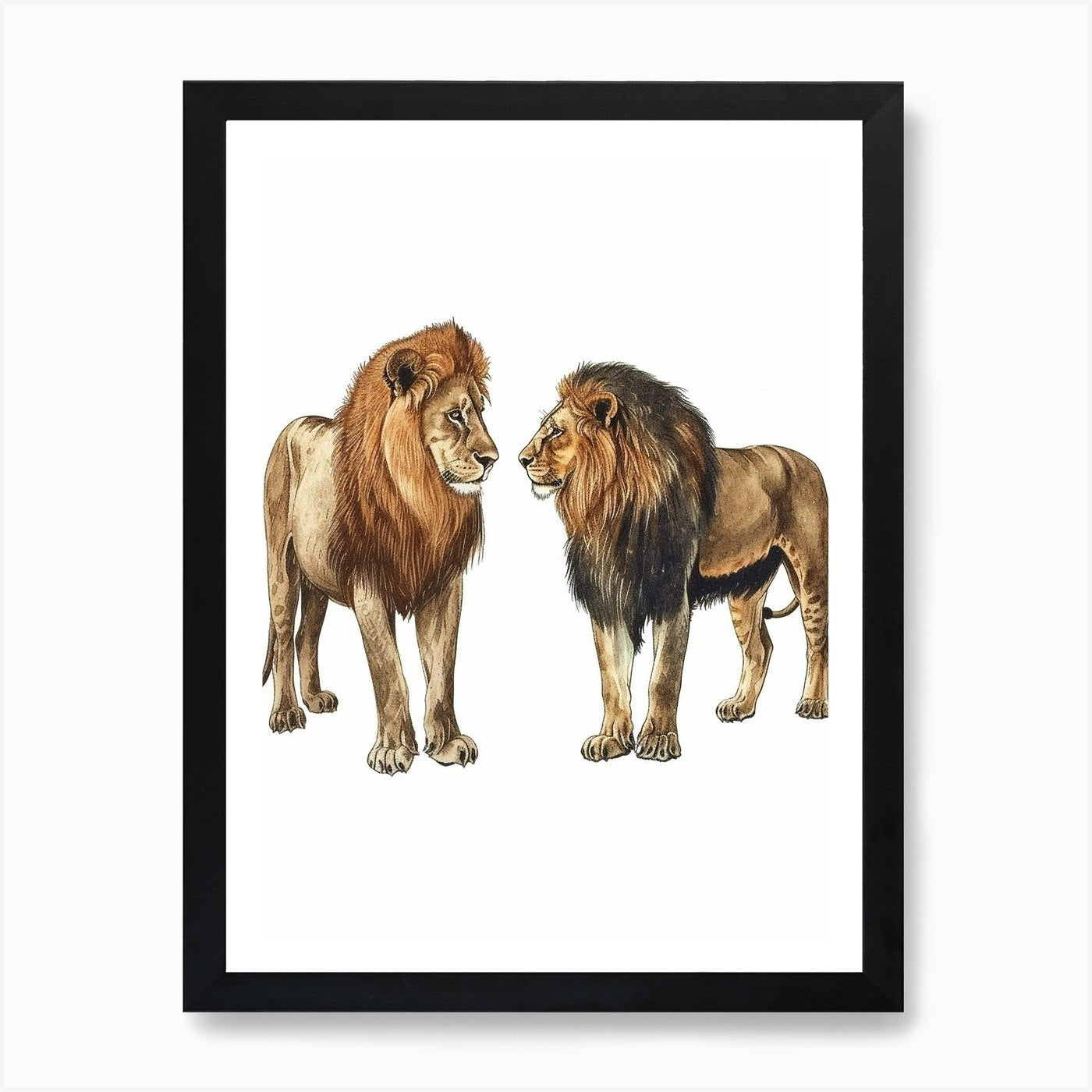 Barbary Lion Interaction Clipart 3 Framed Wall Art Poster Canvas Print Picture