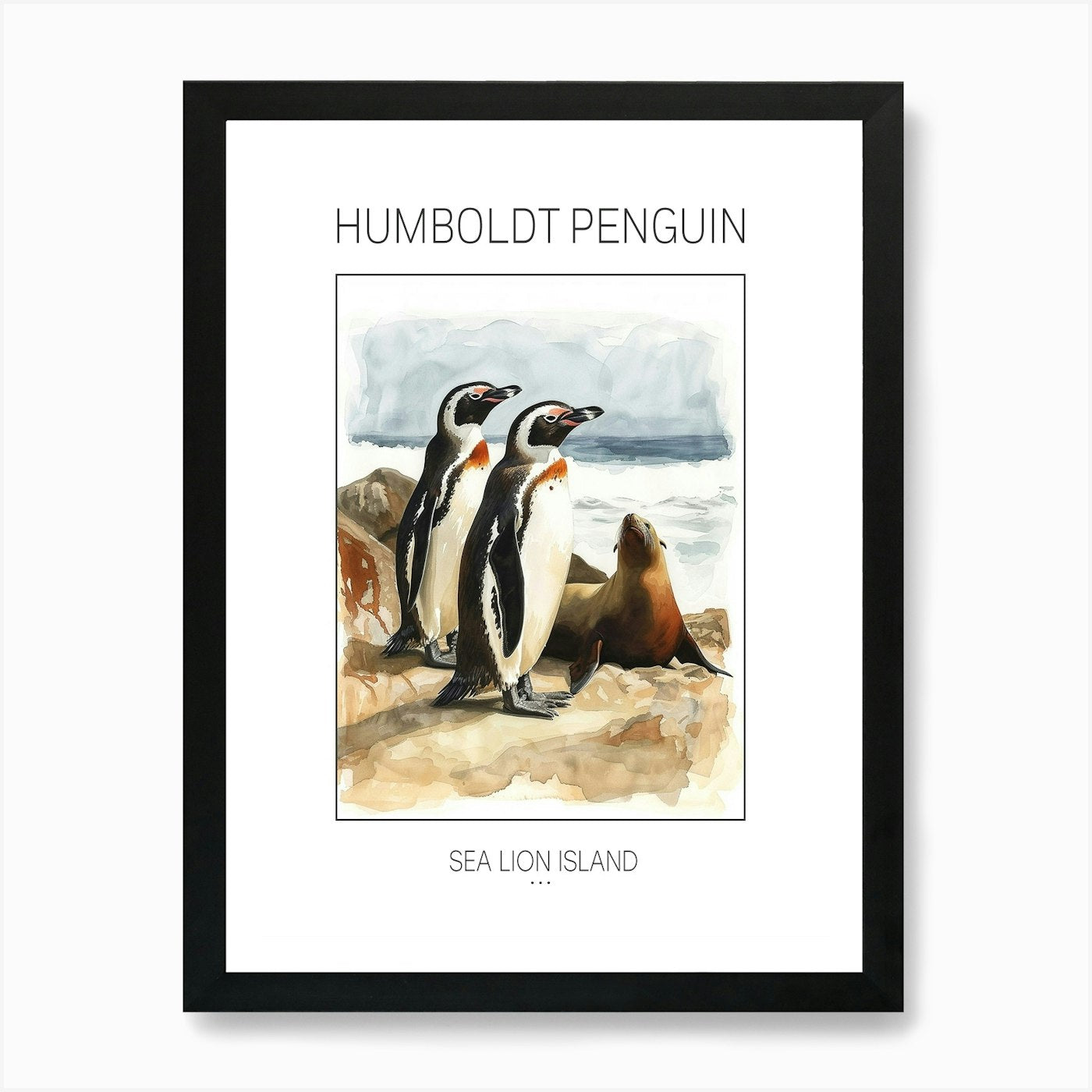 Humboldt Penguin Sea Lion Island Wa Framed Wall Art Poster Canvas Print Picture