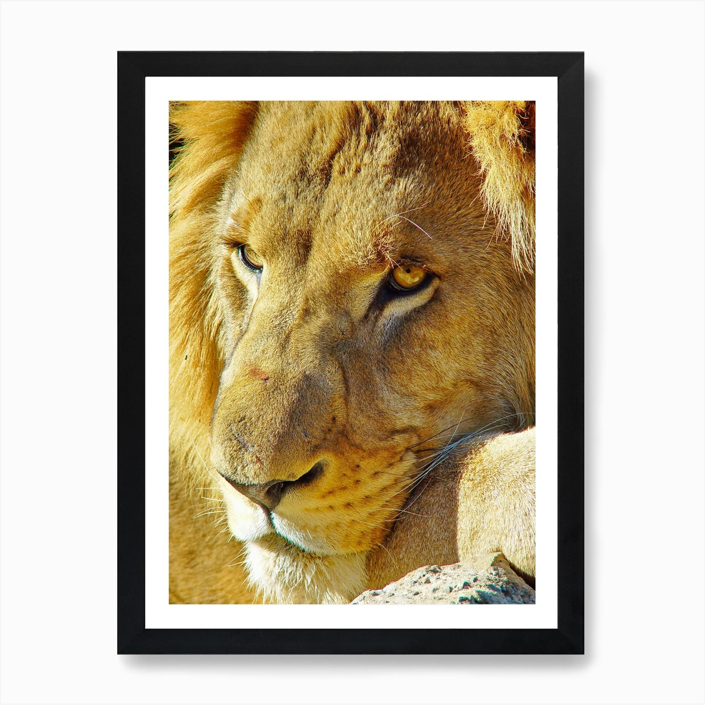 Lion Face Art Print Framed Wall Art Poster Canvas Print Picture