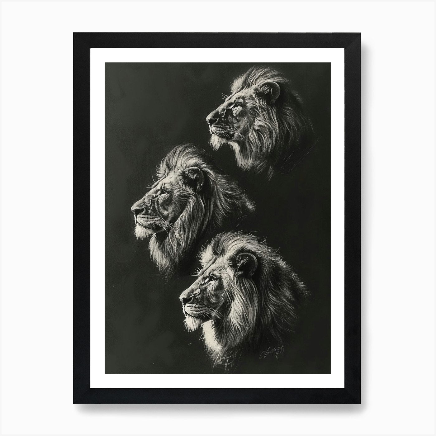 Barbary Lion Charcoal Drawing 4 Art Framed Wall Art Poster Canvas Print Picture