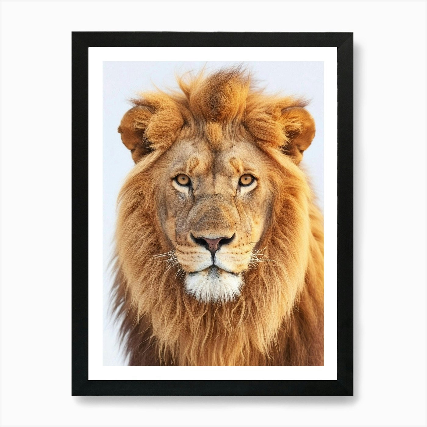 Barbary Lion Portrait Close Up Clip Framed Wall Art Poster Canvas Print Picture