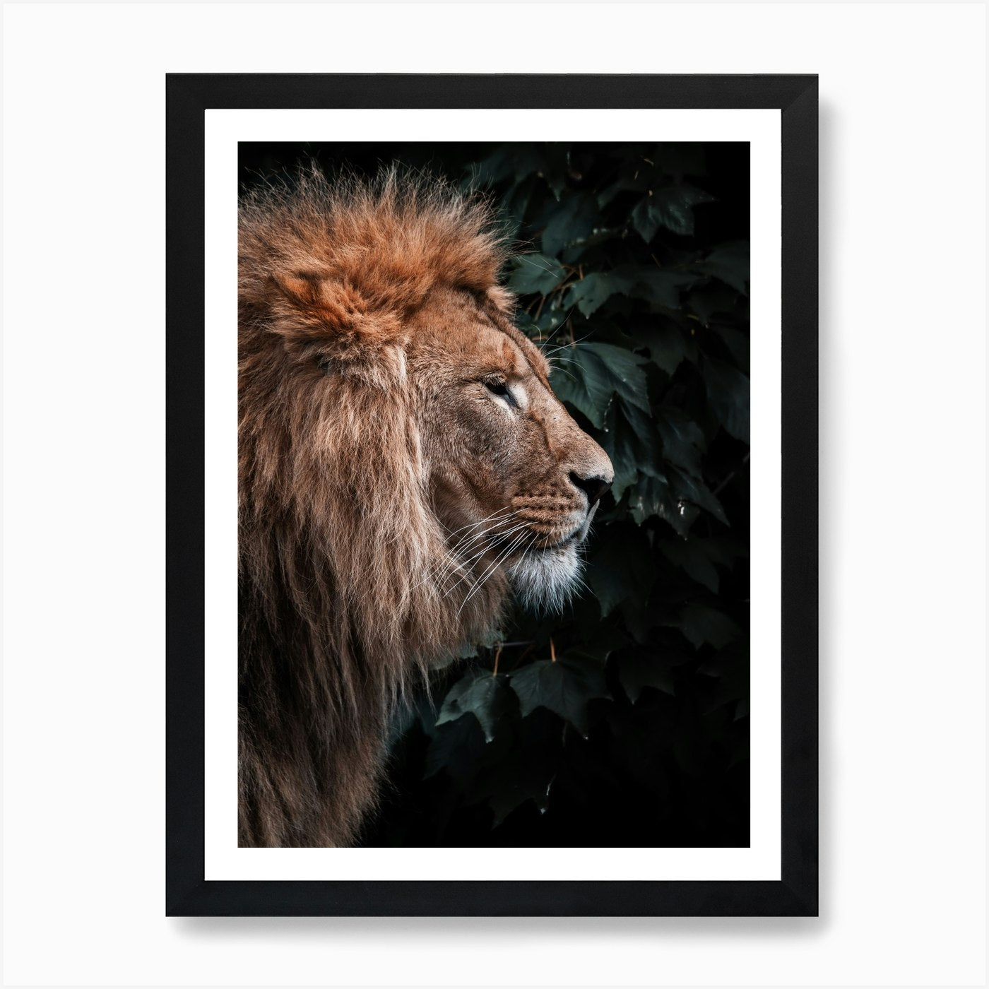 Lion Pose Art Print Framed Wall Art Poster Canvas Print Picture