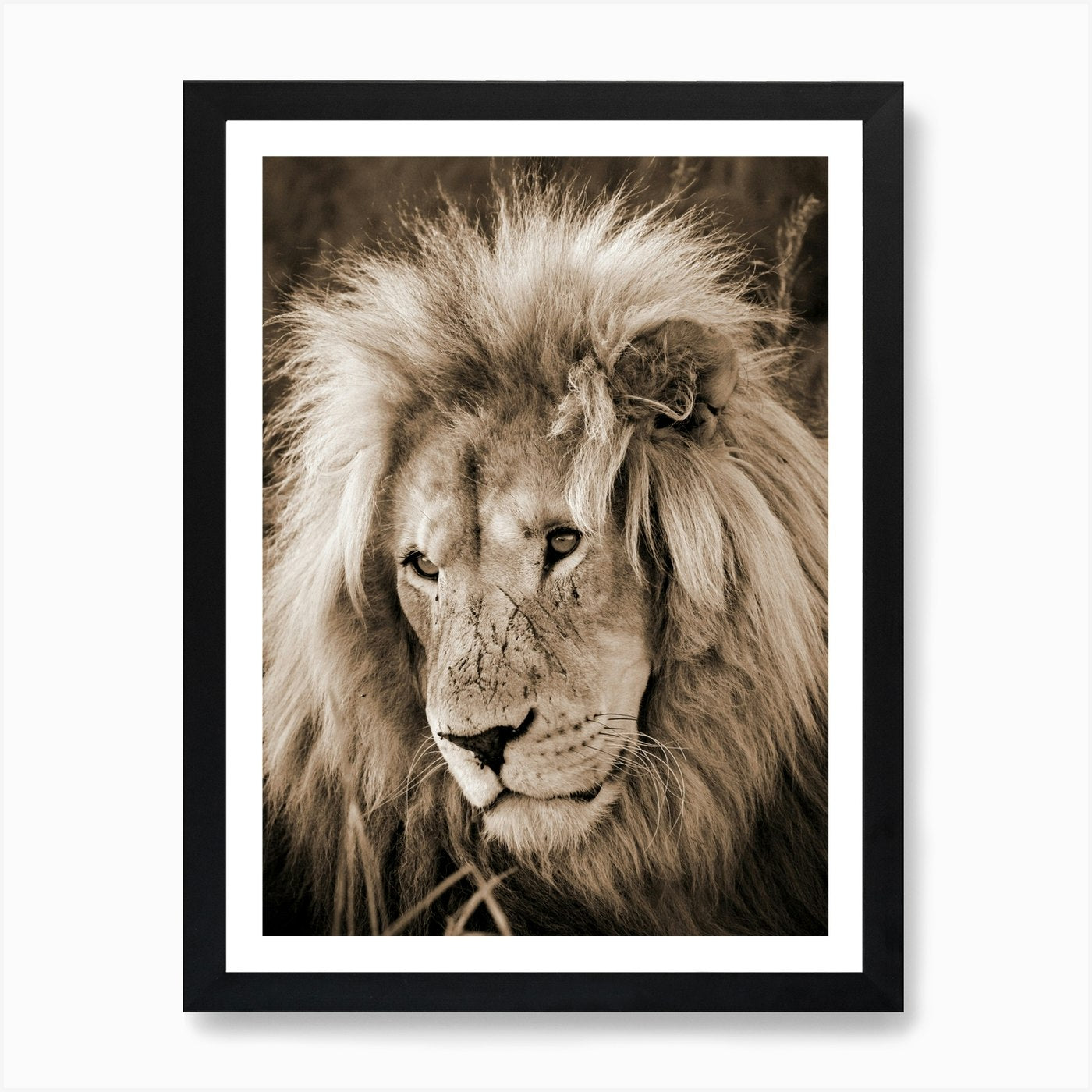 Lion King Sepia Art Print Framed Wall Art Poster Canvas Print Picture