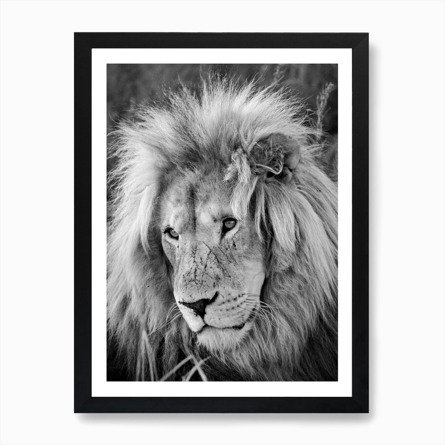 Lion Male Art Print Framed Wall Art Poster Canvas Print Picture