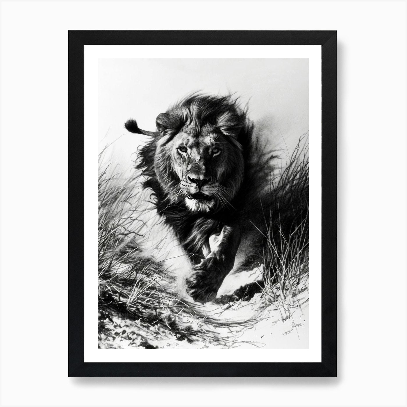Barbary Lion Charcoal Drawing Hunti Framed Wall Art Poster Canvas Print Picture