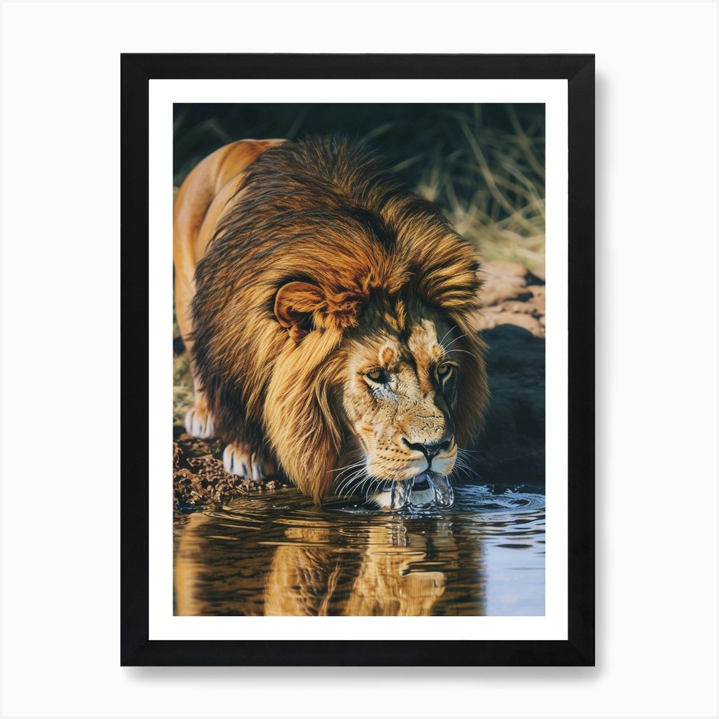 Barbary Lion Drinking From A Water Framed Wall Art Poster Canvas Print Picture