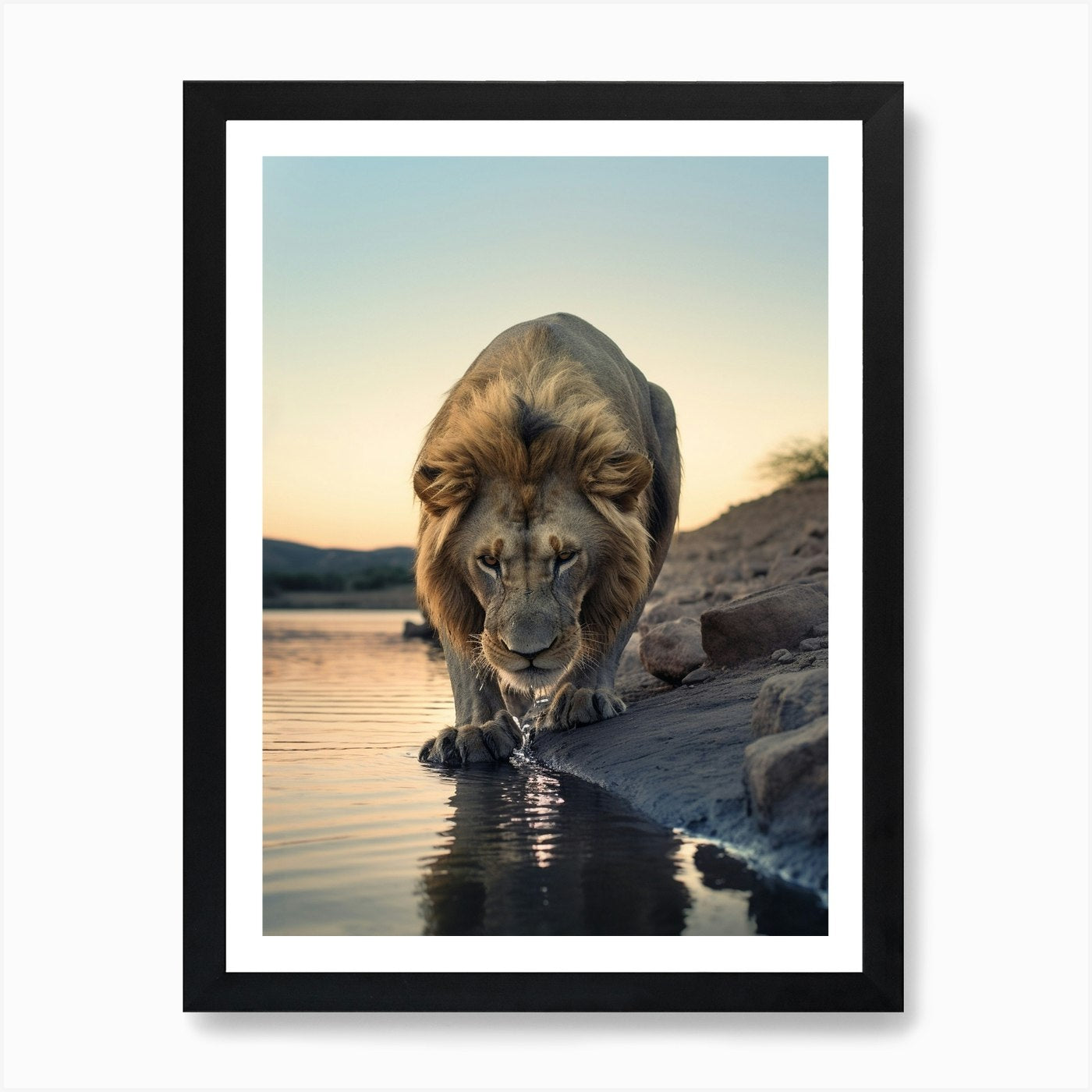 African Lion Drinking Water Realism Framed Wall Art Poster Canvas Print Picture