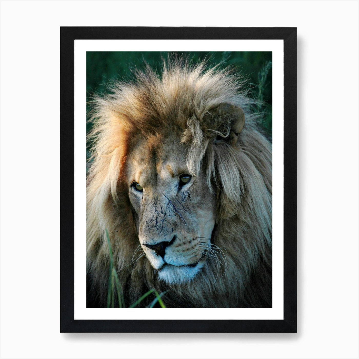 Lion Portrait Color Art Print Framed Wall Art Poster Canvas Print Picture