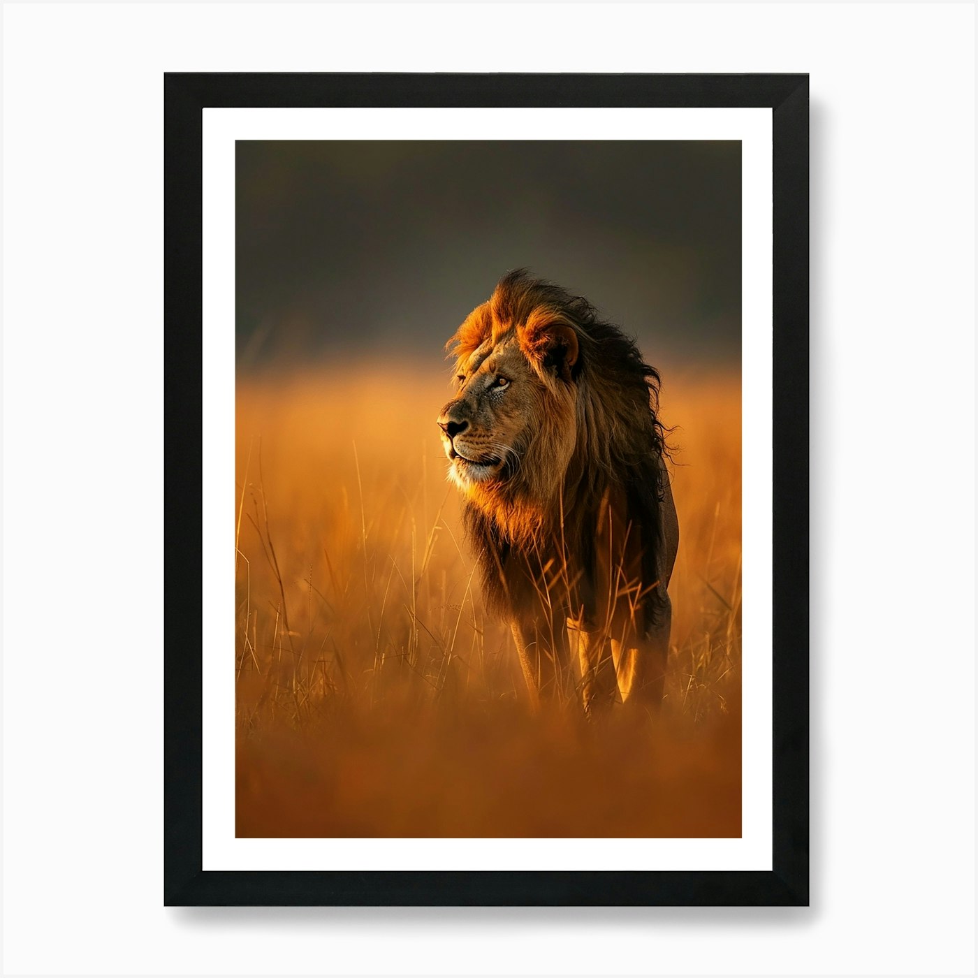 Lion In The Grass 1 Art Print Framed Wall Art Poster Canvas Print Picture