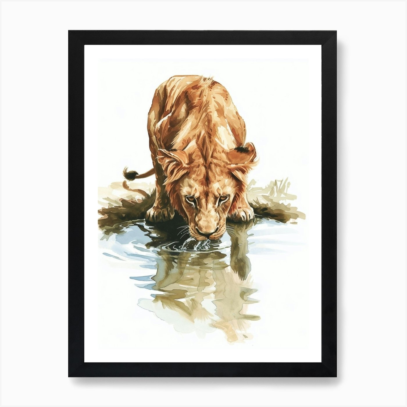 Barbary Lion Drinking From A Water Framed Wall Art Poster Canvas Print Picture