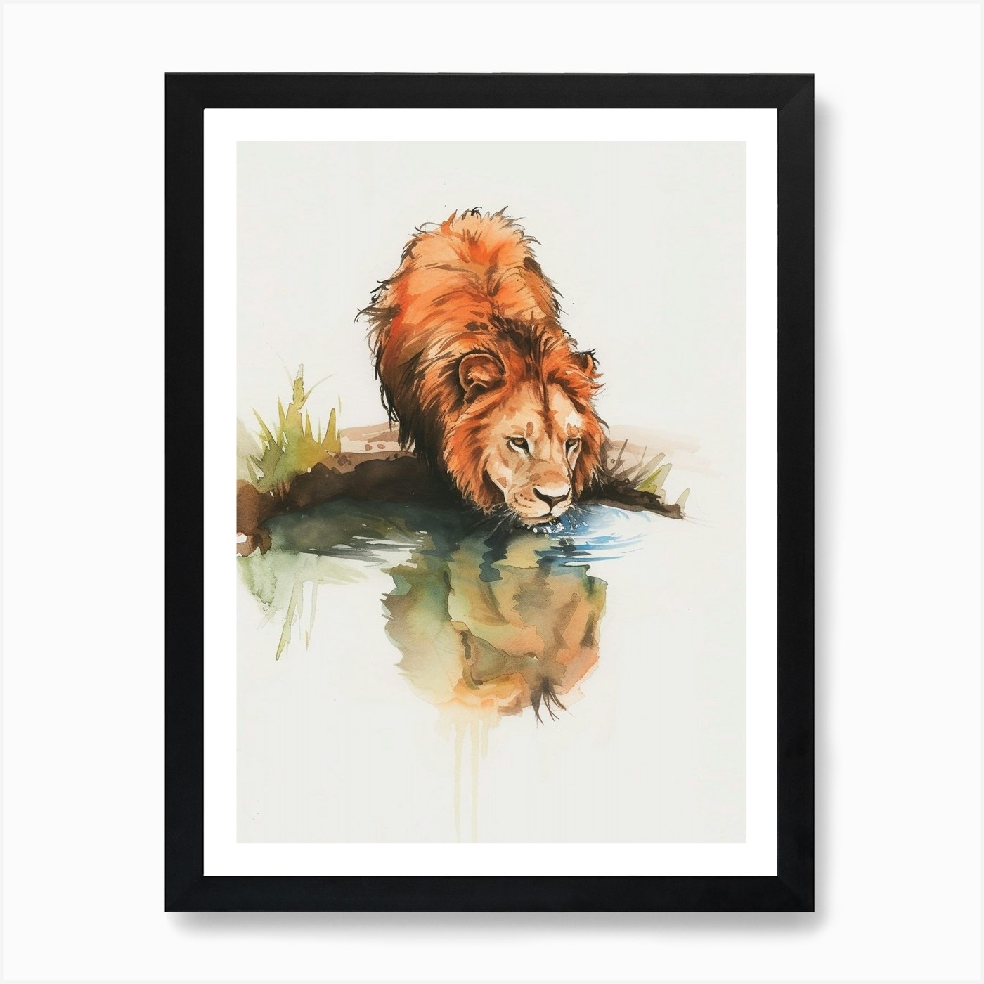 African Lion Drinking From A Wateri Framed Wall Art Poster Canvas Print Picture