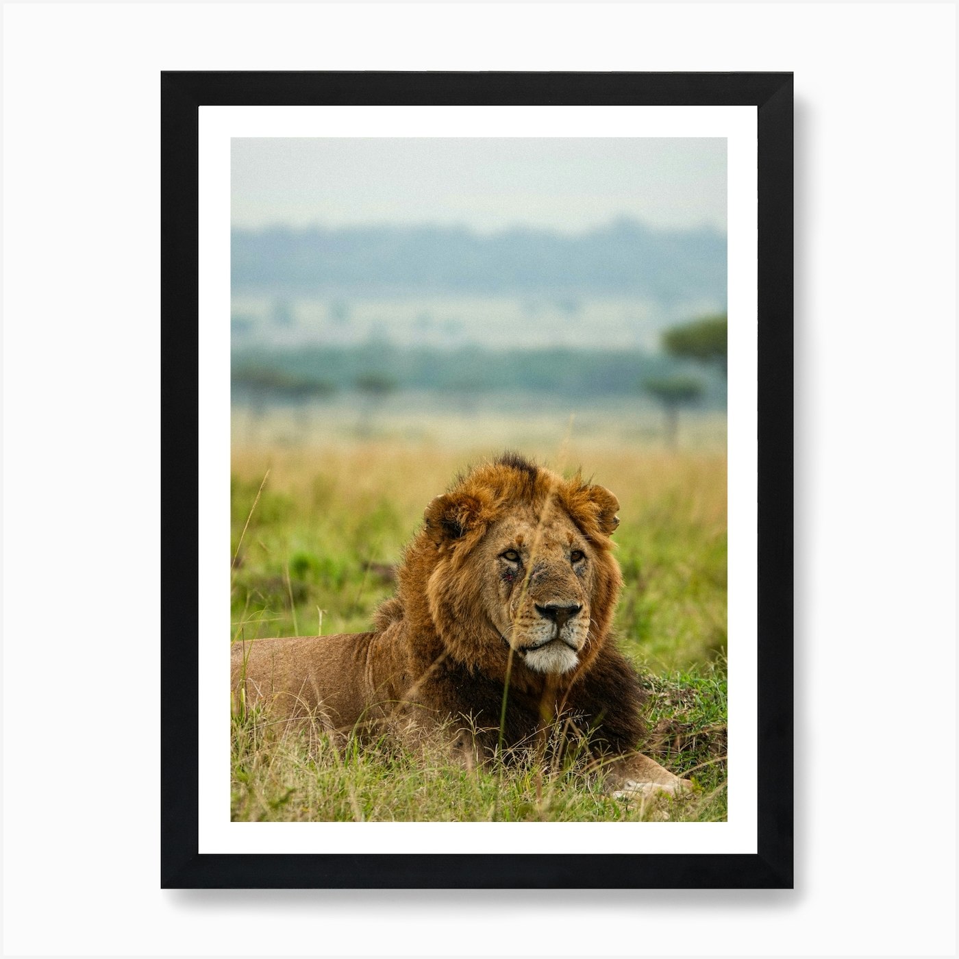 Lion In The Grass, Kenya Art Print Framed Wall Art Poster Canvas Print Picture