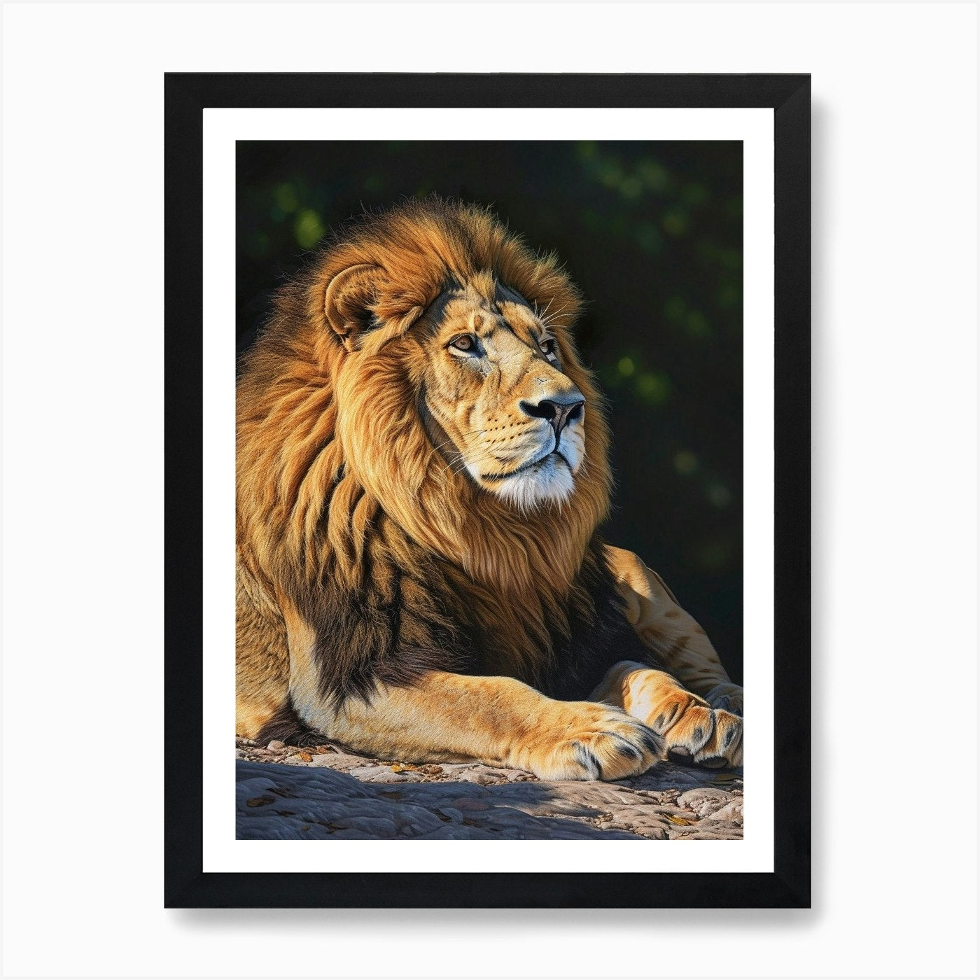 Barbary Lion Resting Acrylic Painti Framed Wall Art Poster Canvas Print Picture