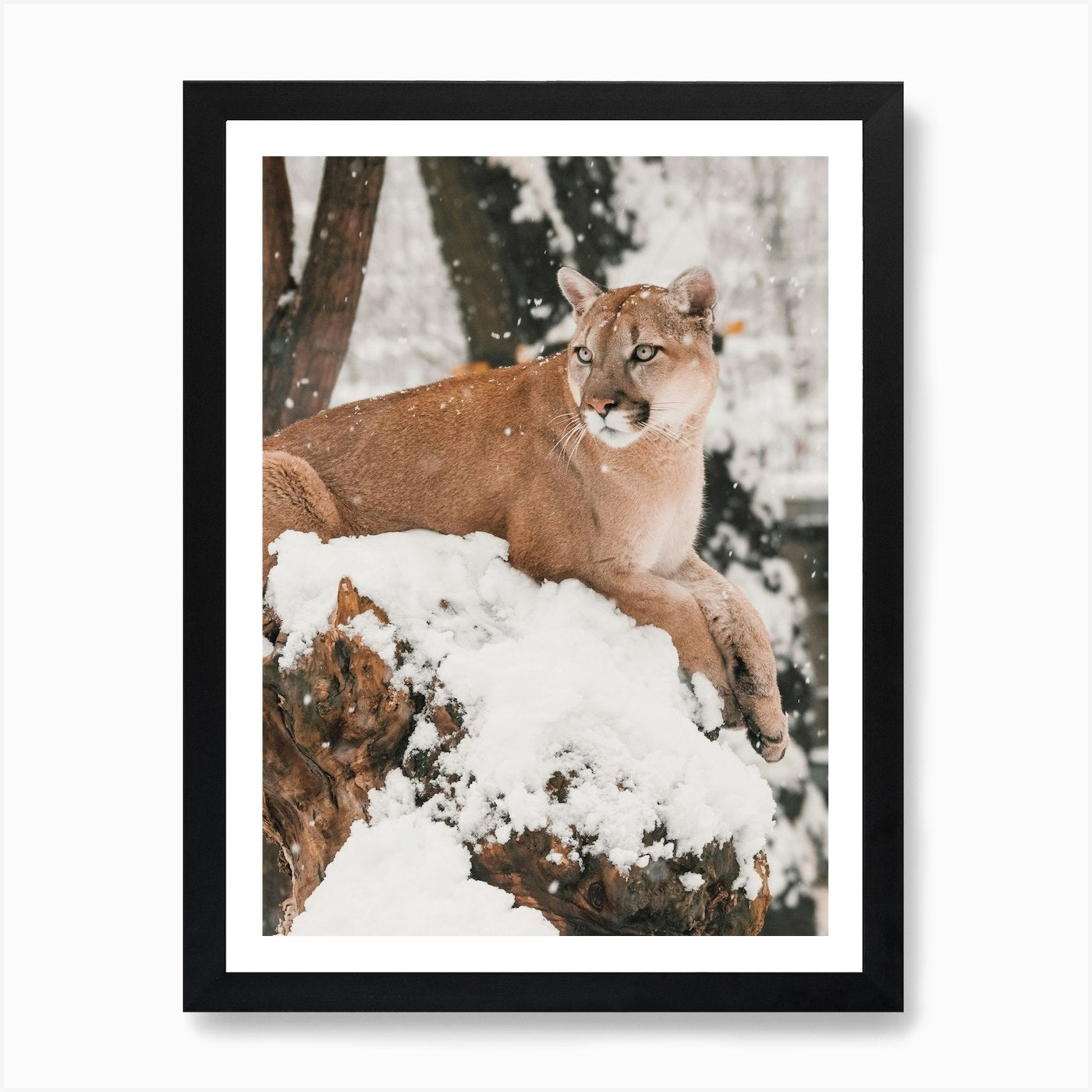 Snowy Mountain Lion Art Print Framed Wall Art Poster Canvas Print Picture