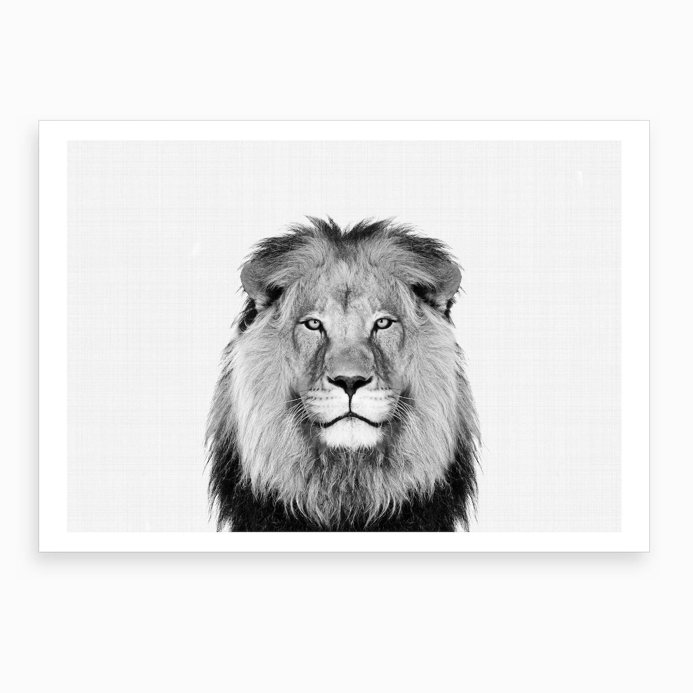 Lion BW II Art Print Framed Wall Art Poster Canvas Print Picture