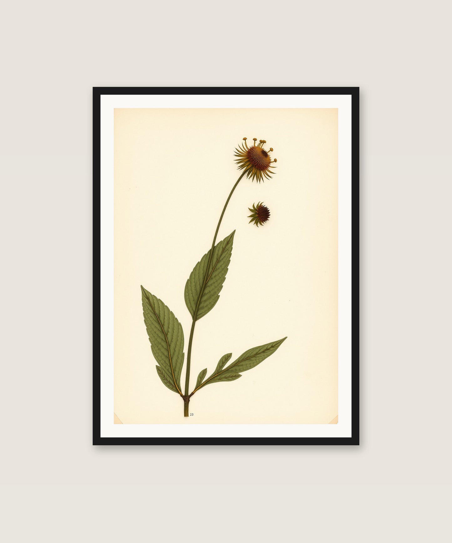 Wildflower Study
