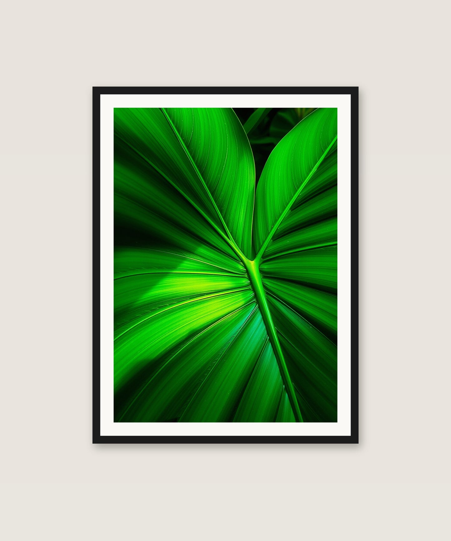 Monstera