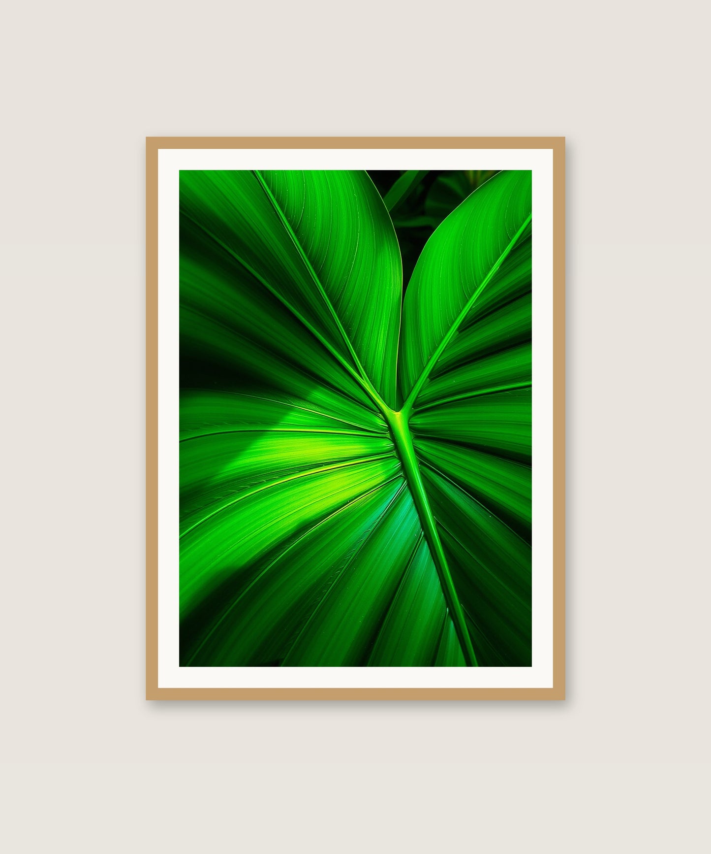 Monstera