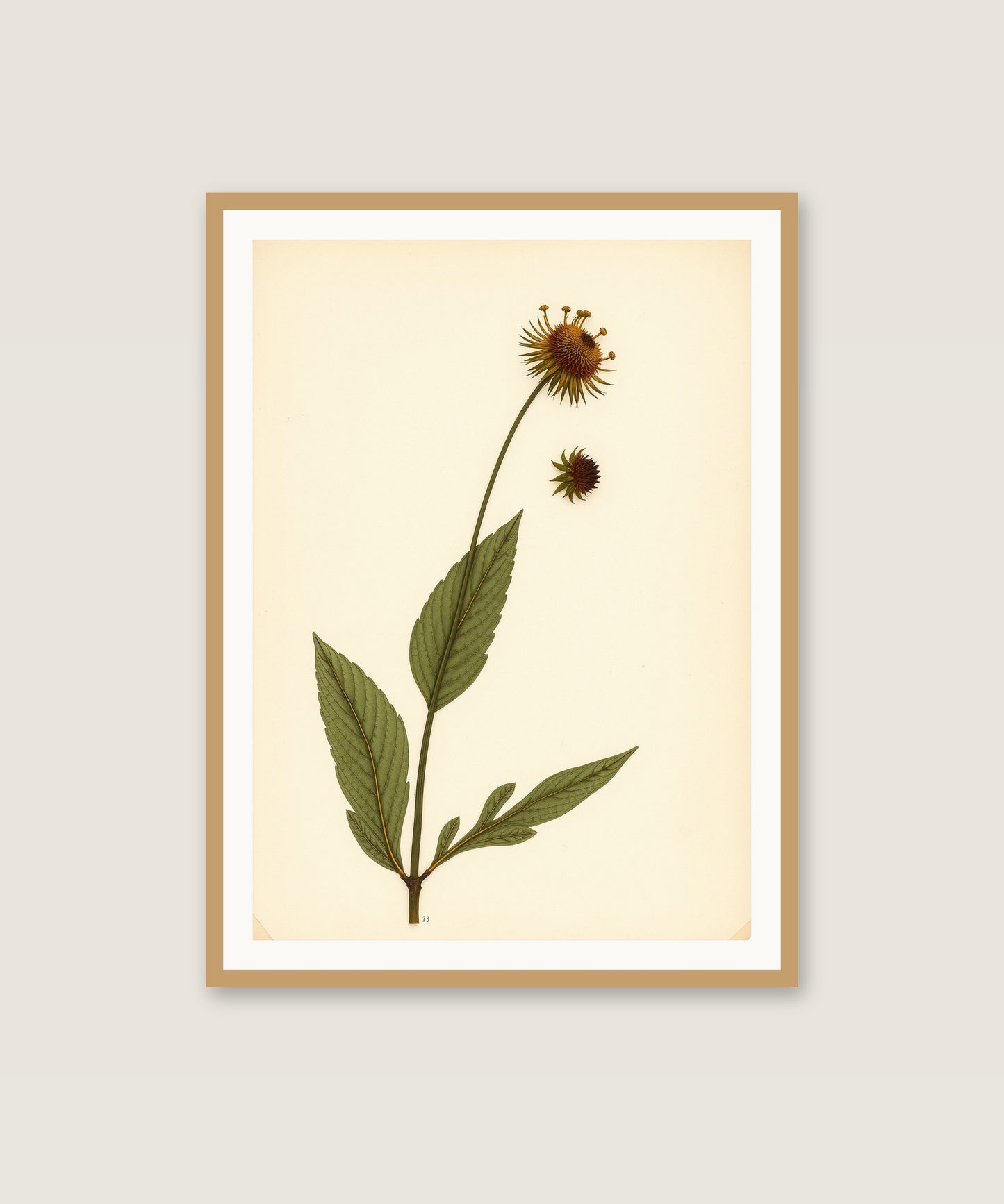 Wildflower Study