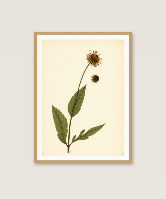 Wildflower Study