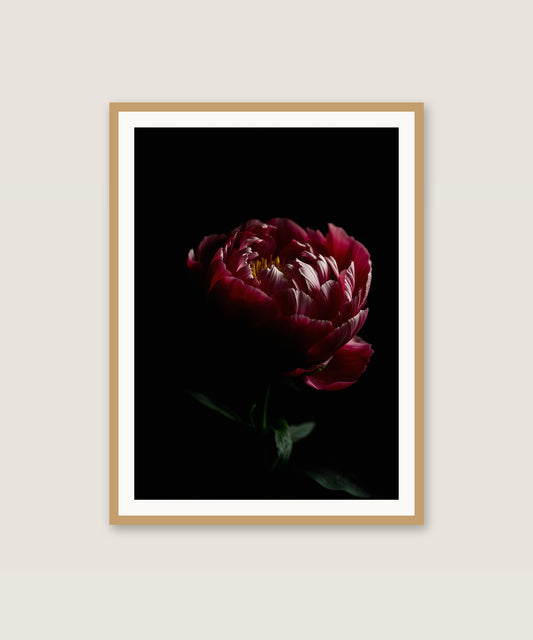Moody Peony