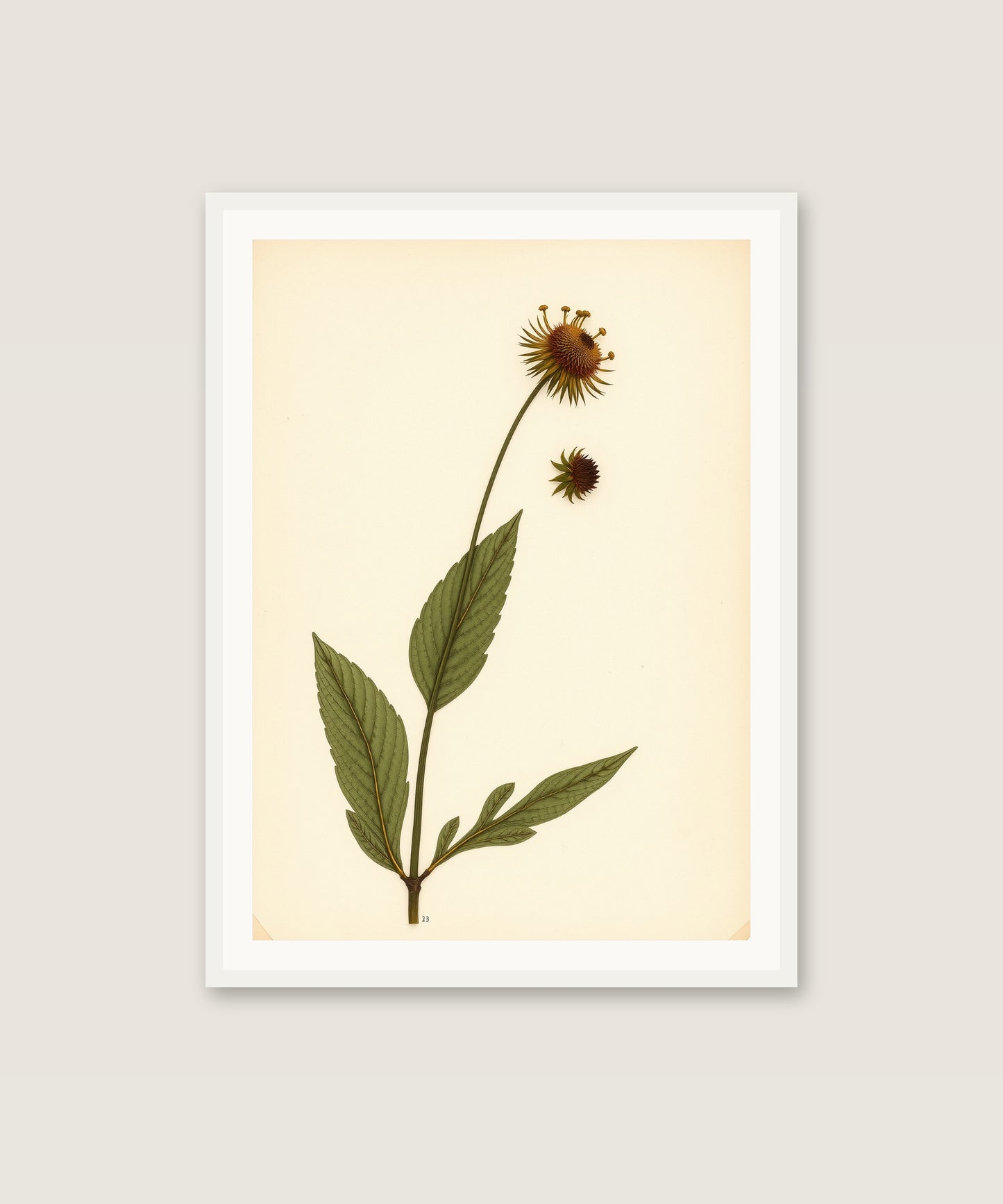 Wildflower Study