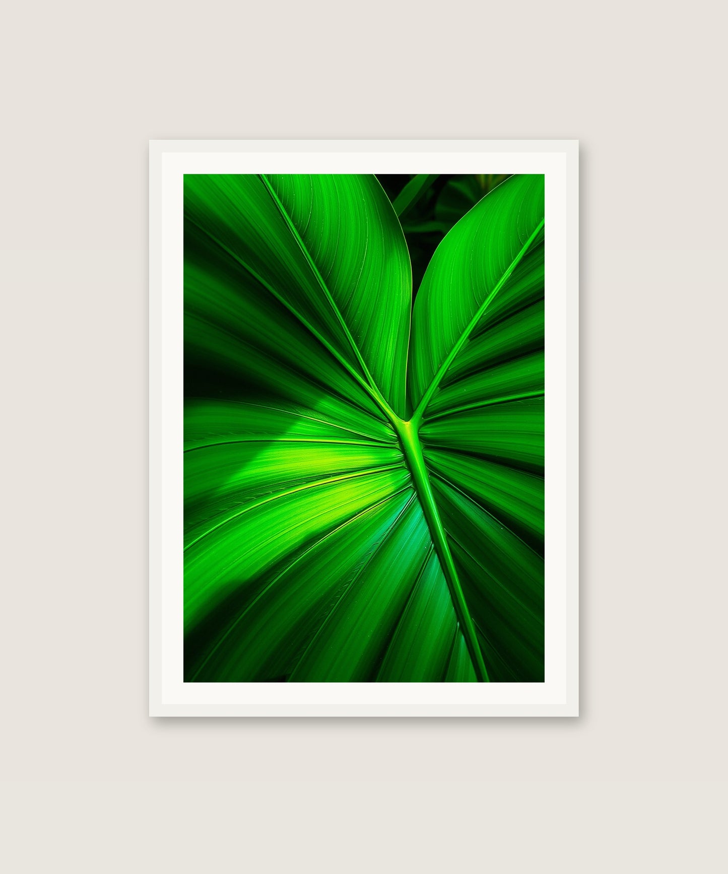 Monstera