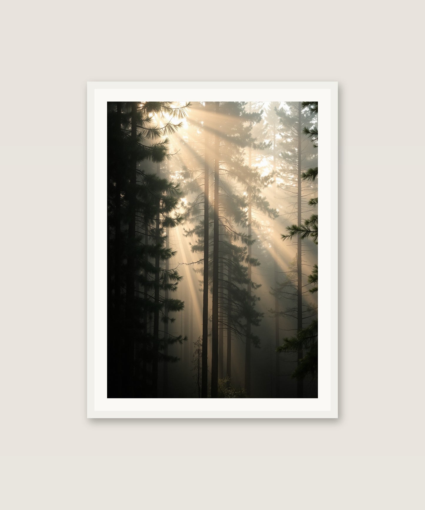 Foggy Pines