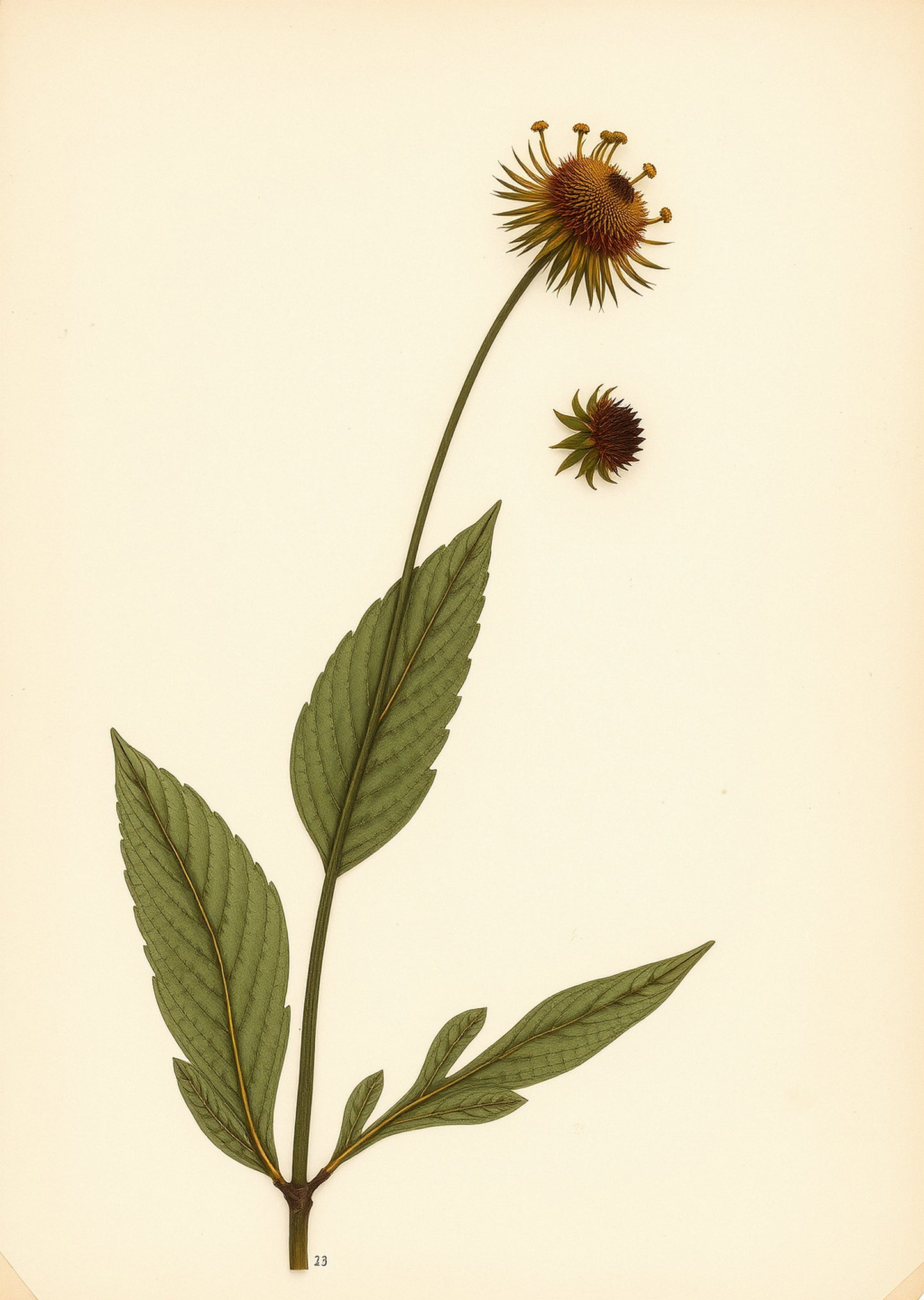 Wildflower Study
